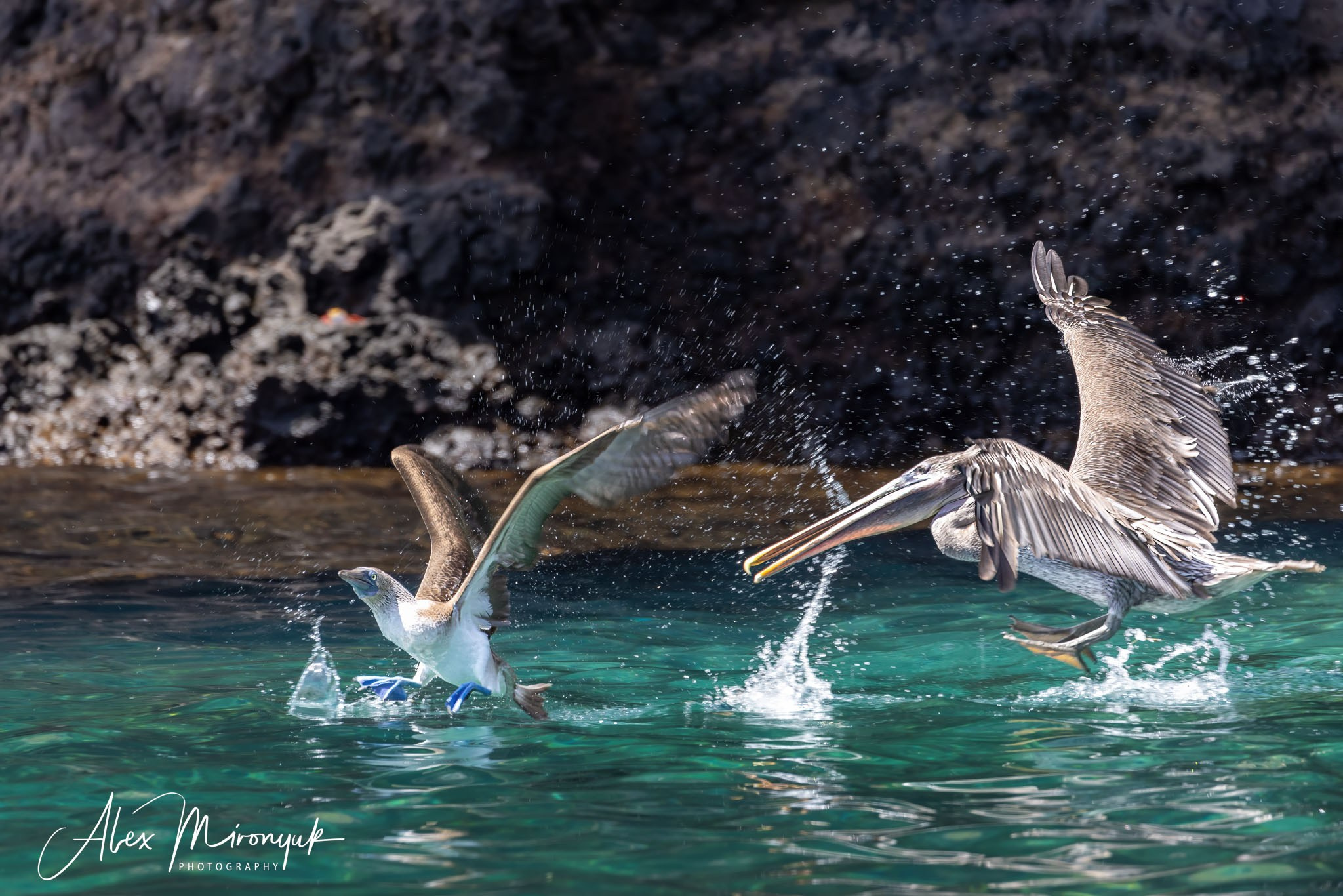 Galapagos Islands Adventure. Alex Mironyuk Photography
