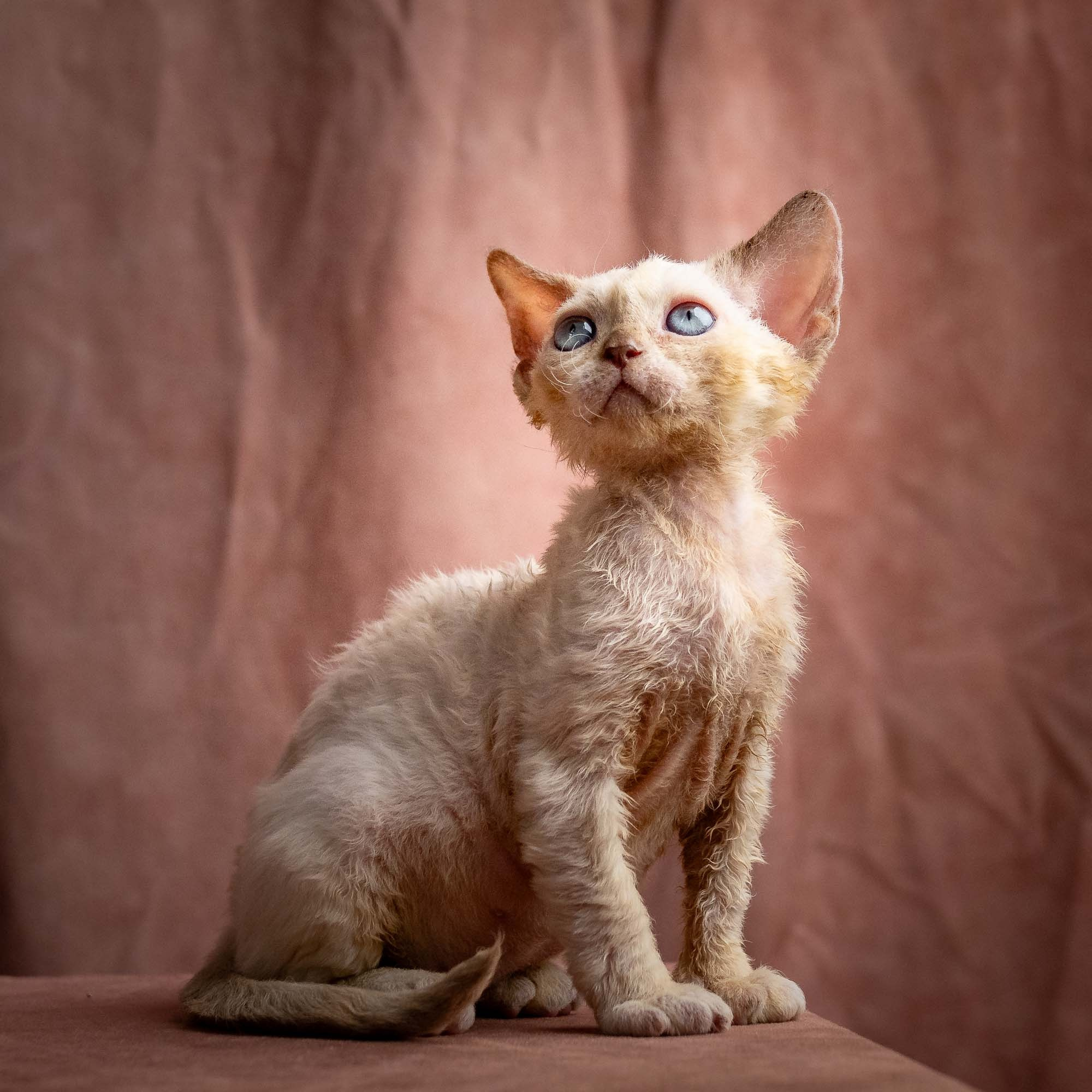 Rosalie, girl, born 05.08.26. Devon Rex Pixie Cattery