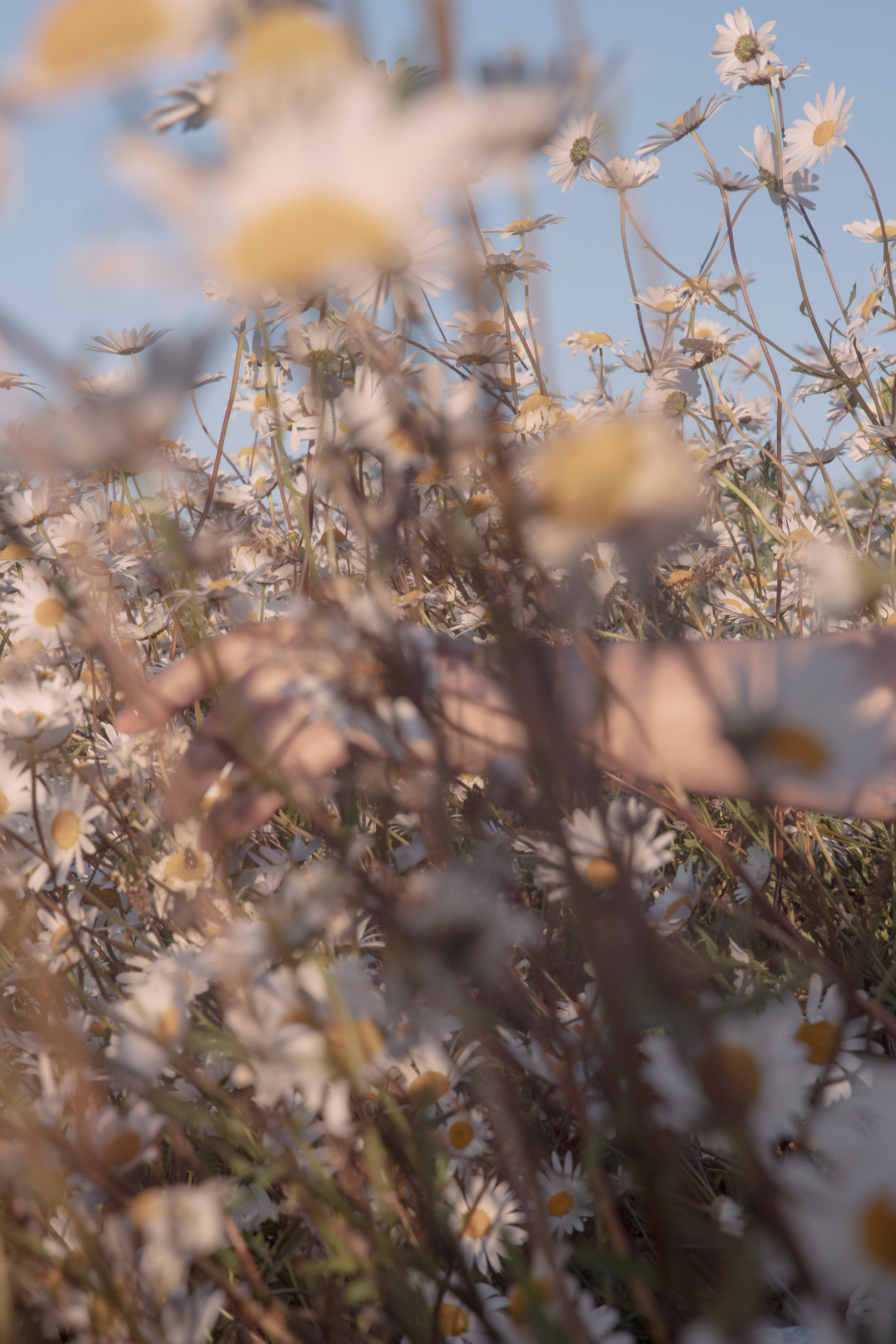 In Harmony with Nature. Natalja Poplavska — Visual artist, Photographer, East Sussex, London