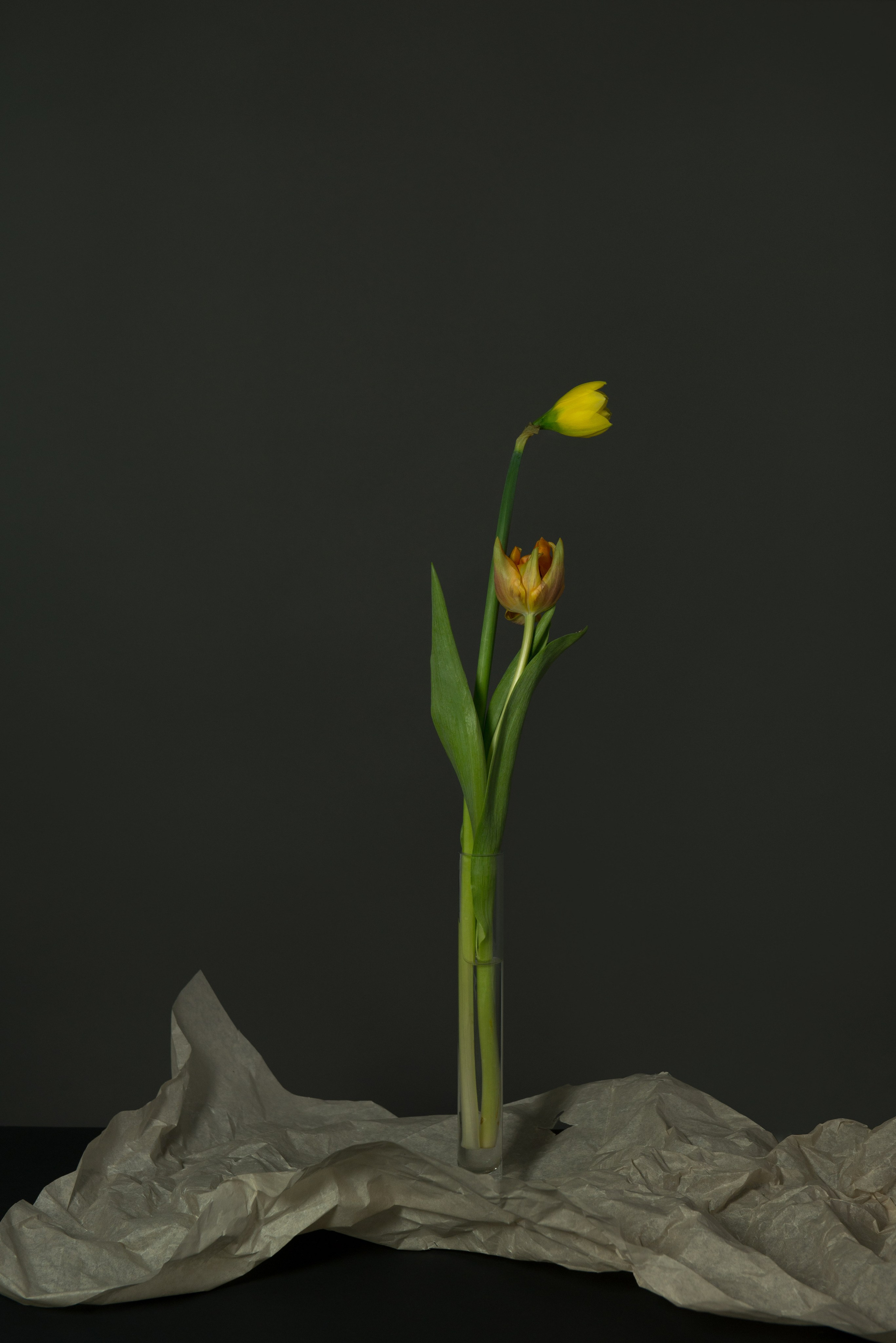 Narcissists 2017. Photographe de produits et natures mortes à Paris