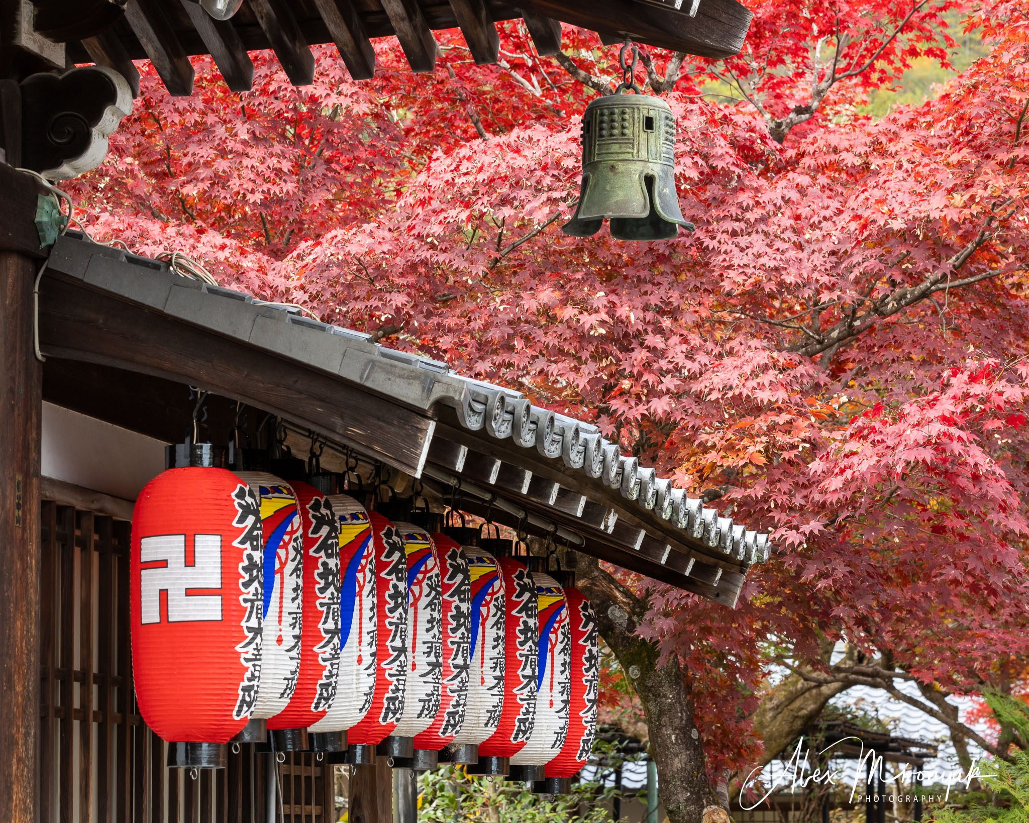 Autumn Colors of Japan. Pet, Senior, Landscape, portrait studio, photographer in Miami and Sou