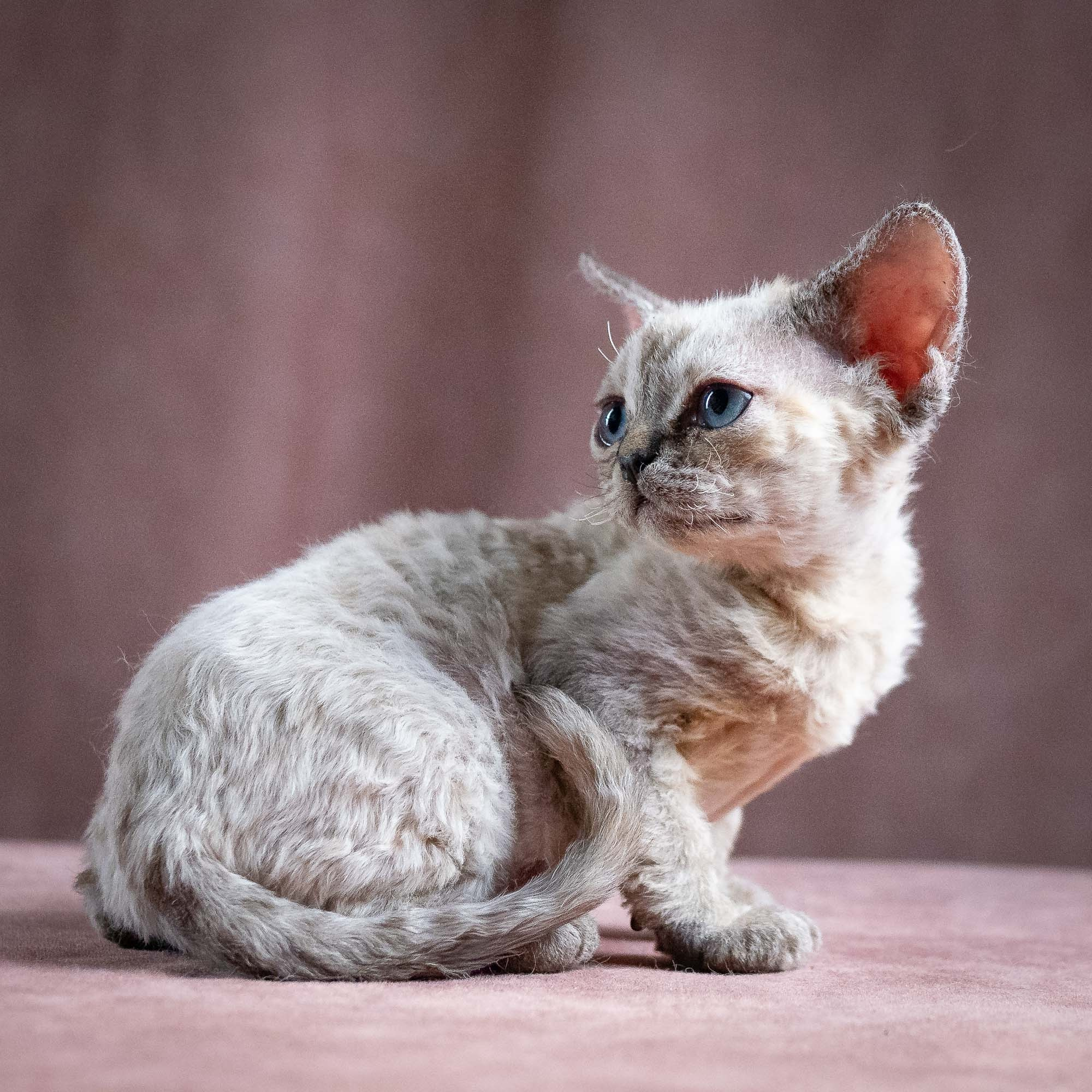 Quella, girl, born 02.14.26. Devon Rex Pixie Cattery