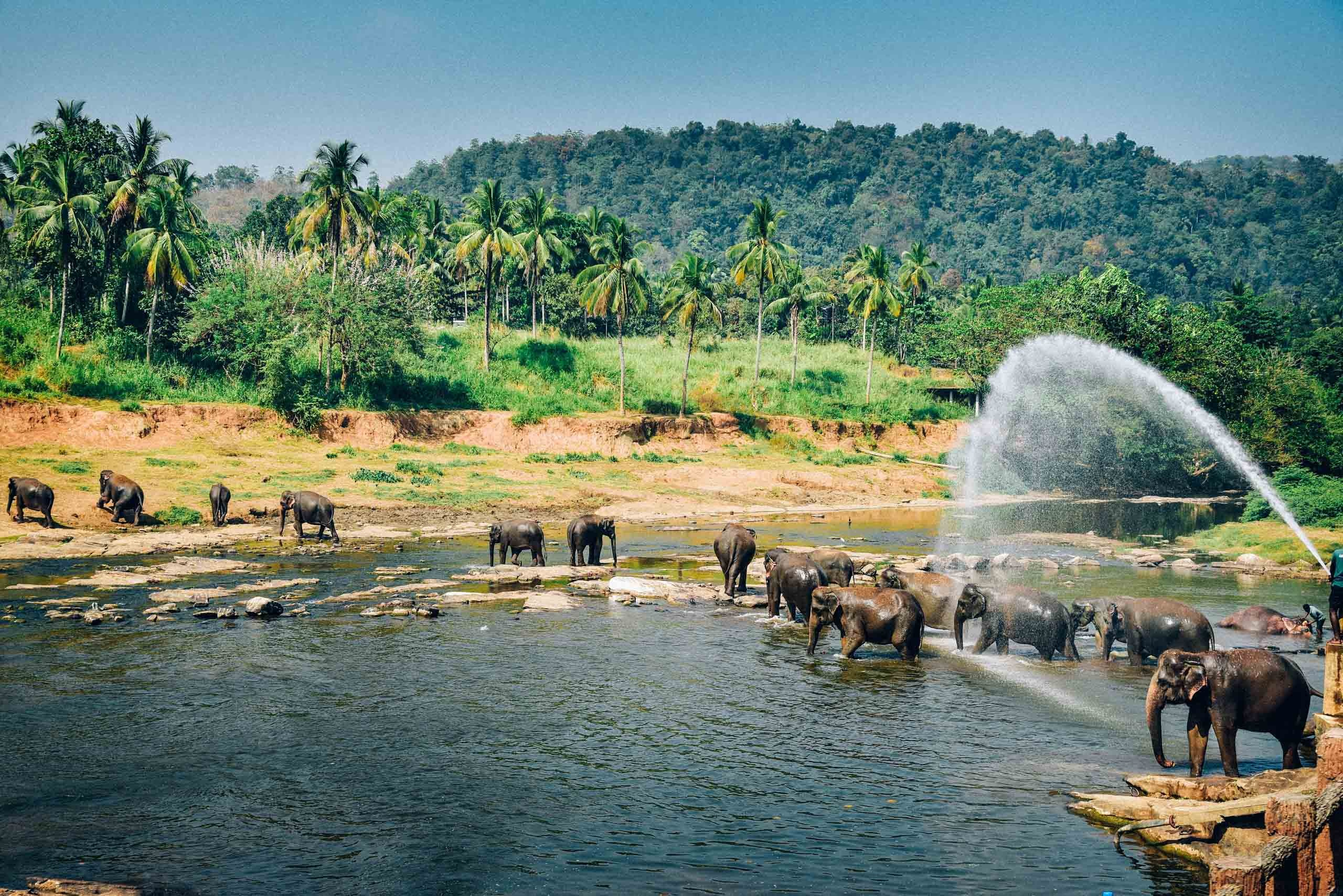 Moshch Destination Management pvt ltd, Туры / Русскоговорящий Гид / Экскурсий / фото-туры / авторские туры на Шри Ланке