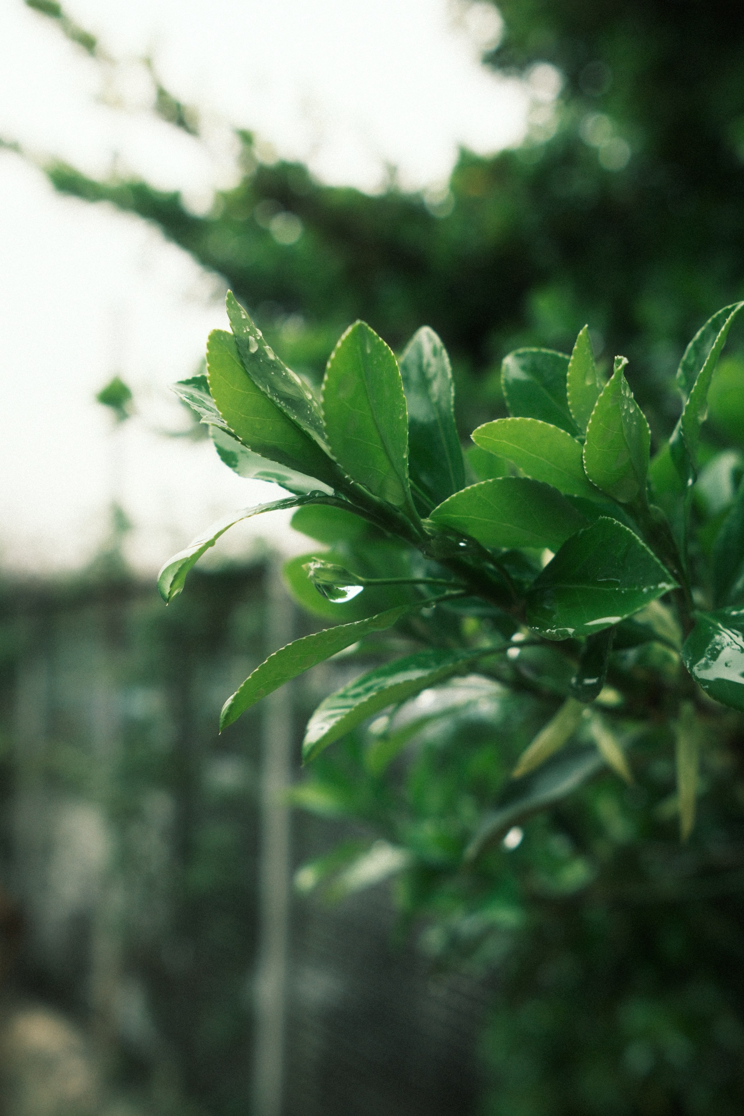 Urban Colors — 001. @Gio.Fujifilm ოფიციალური აბასადორი, X-ფოტოგრაფი