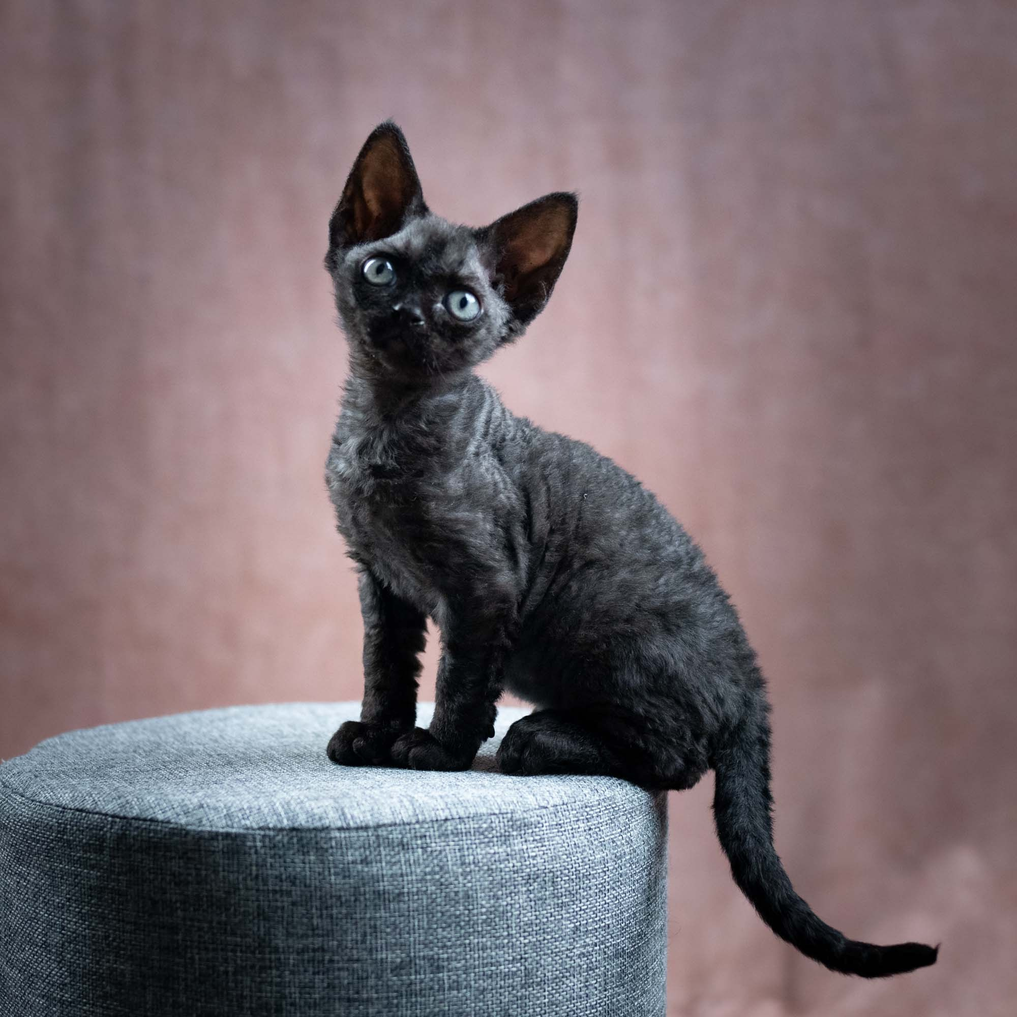 Smoke, boy,  born on  04.11.24, Sold. Devon Rex Pixie Cattery