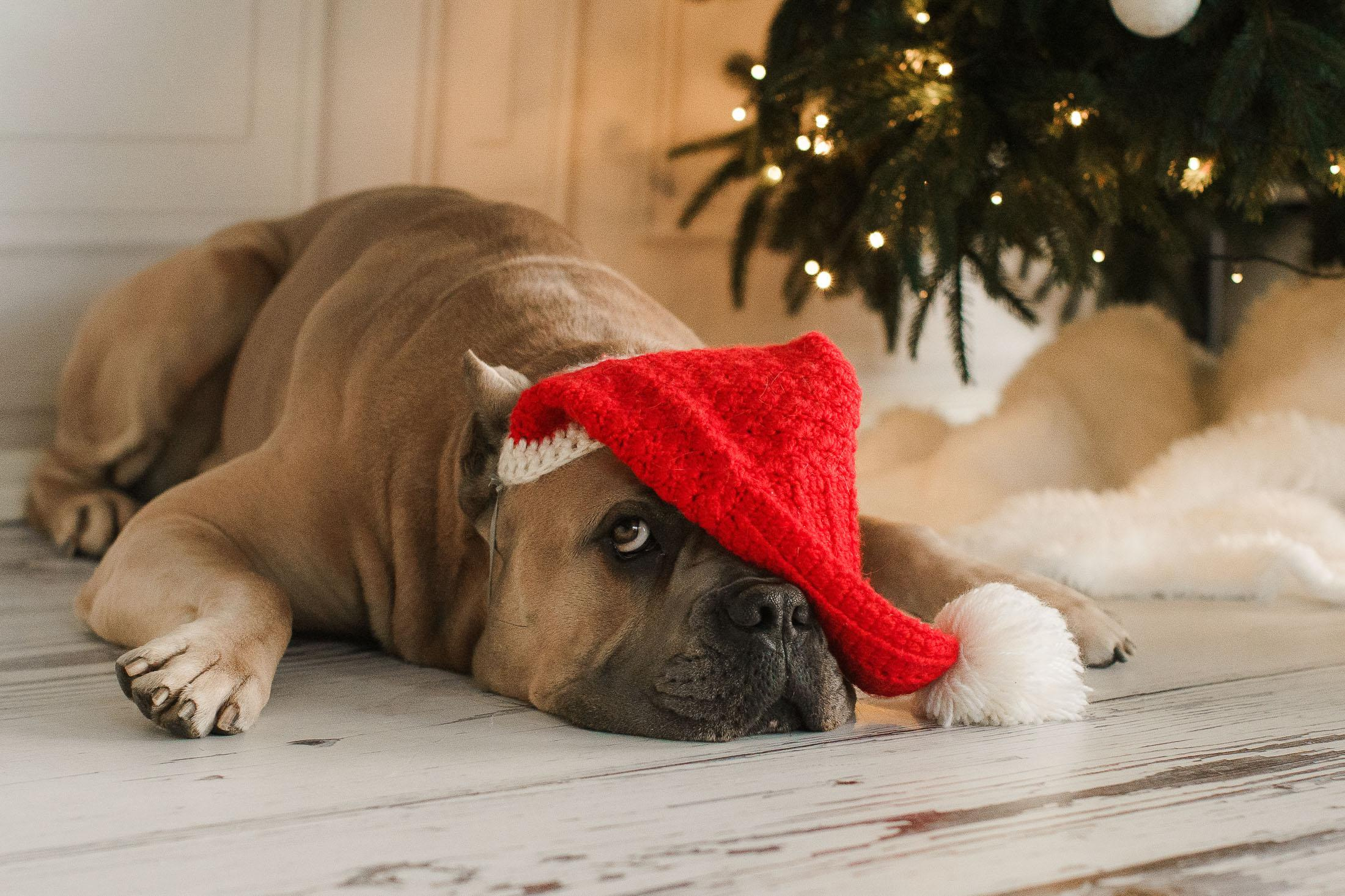 Joulukorttikuvaus asiakkaan kotona