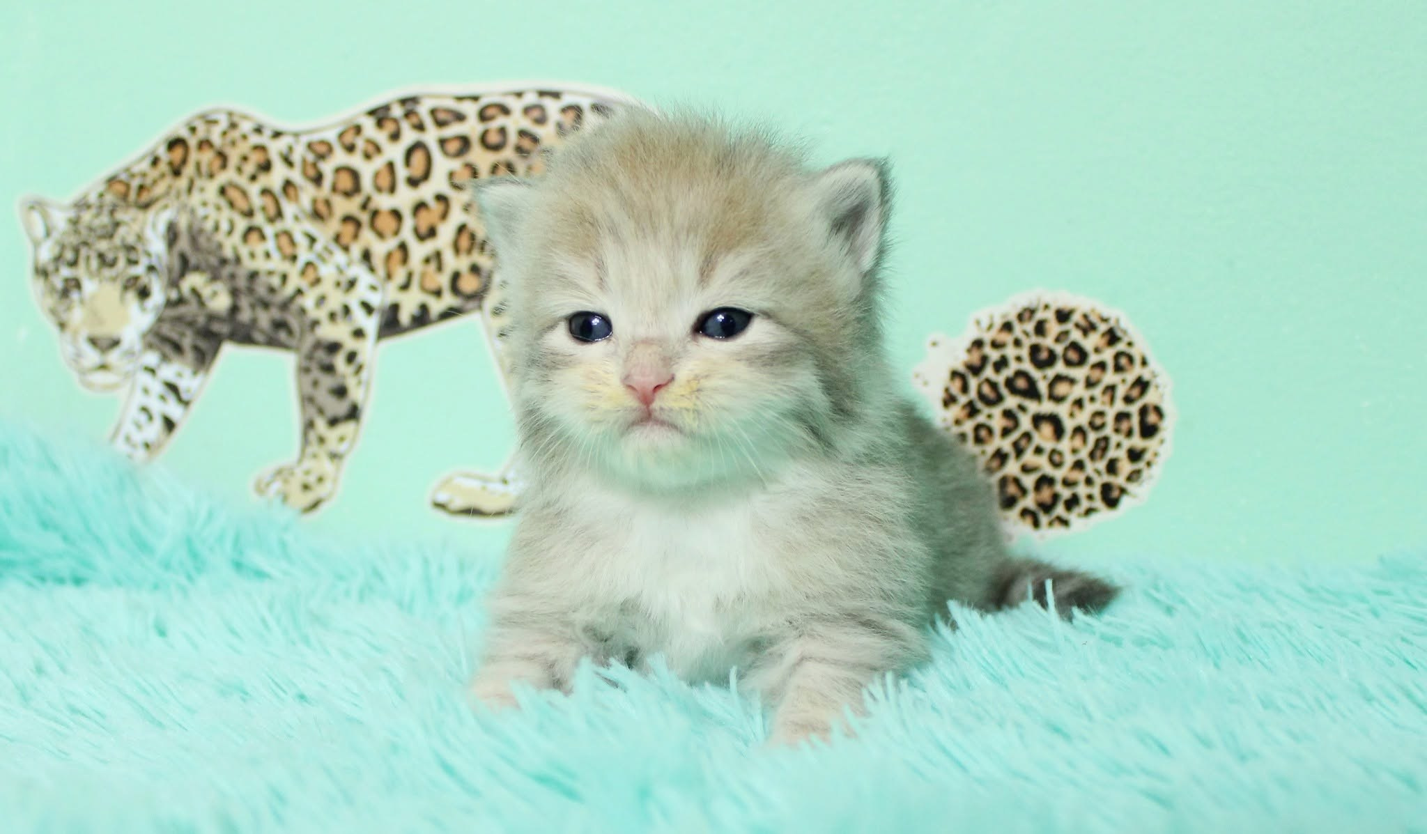 Katzen | Females. Photographer Татьяна