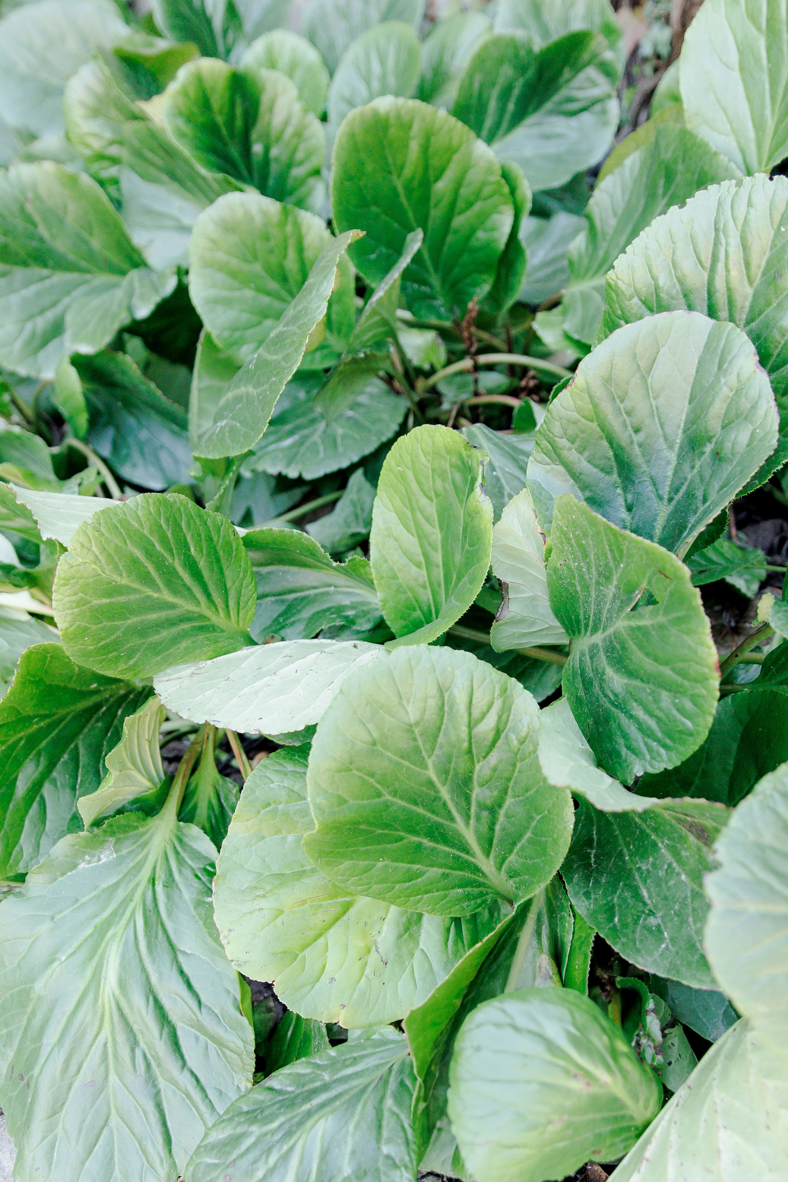 Rubi & Özgür, La Baronia. Wedding Photographer in Barcelona Lana Alekhina