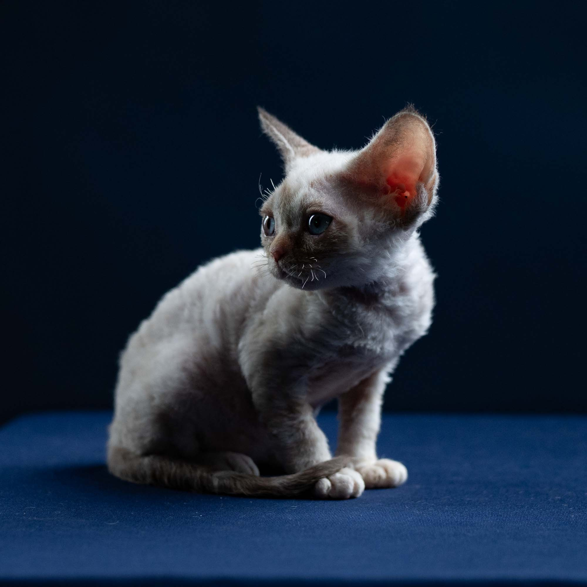 Iris, girl, born 06.01.2025. Devon Rex Pixie Cattery