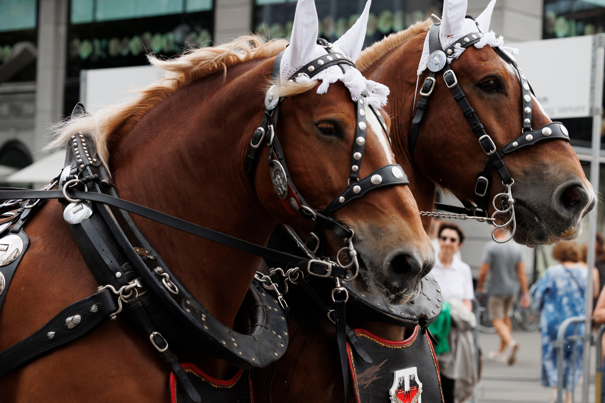 Trachtenfest 24. FotoStory by Lana Gfeller / Kanton Zürich