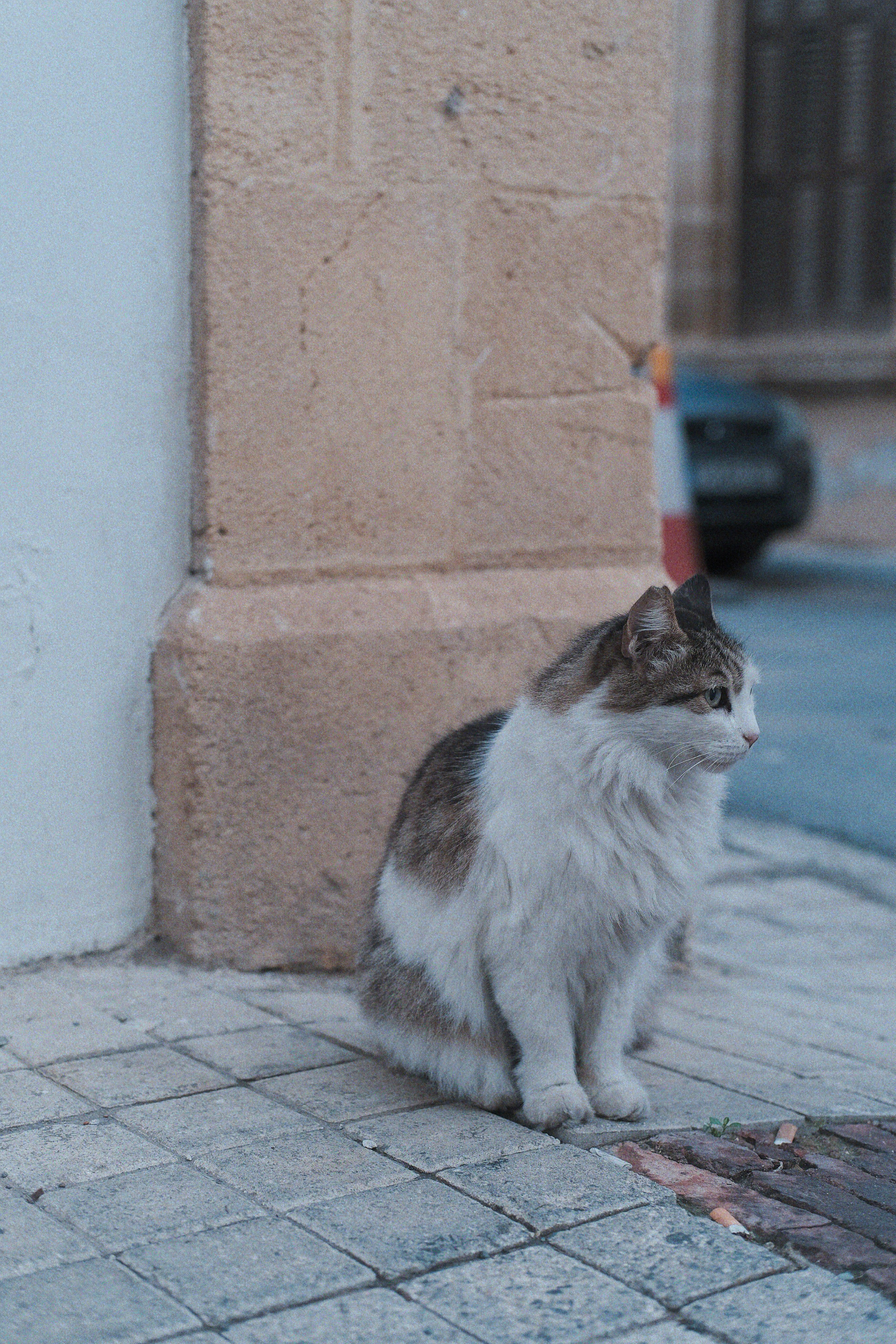 Stray Cats 🐾 | Stray cats from all the World | YuKoPhotography 📷. 中国街头摄影 | The Streets of China Through My Eyes | 深圳