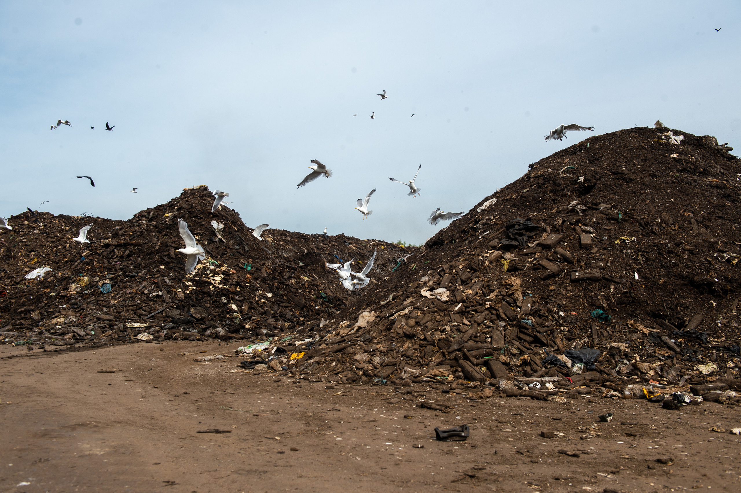 Lehdelle. Valokuvaaja Lahti, Helsinki Elena Salonen