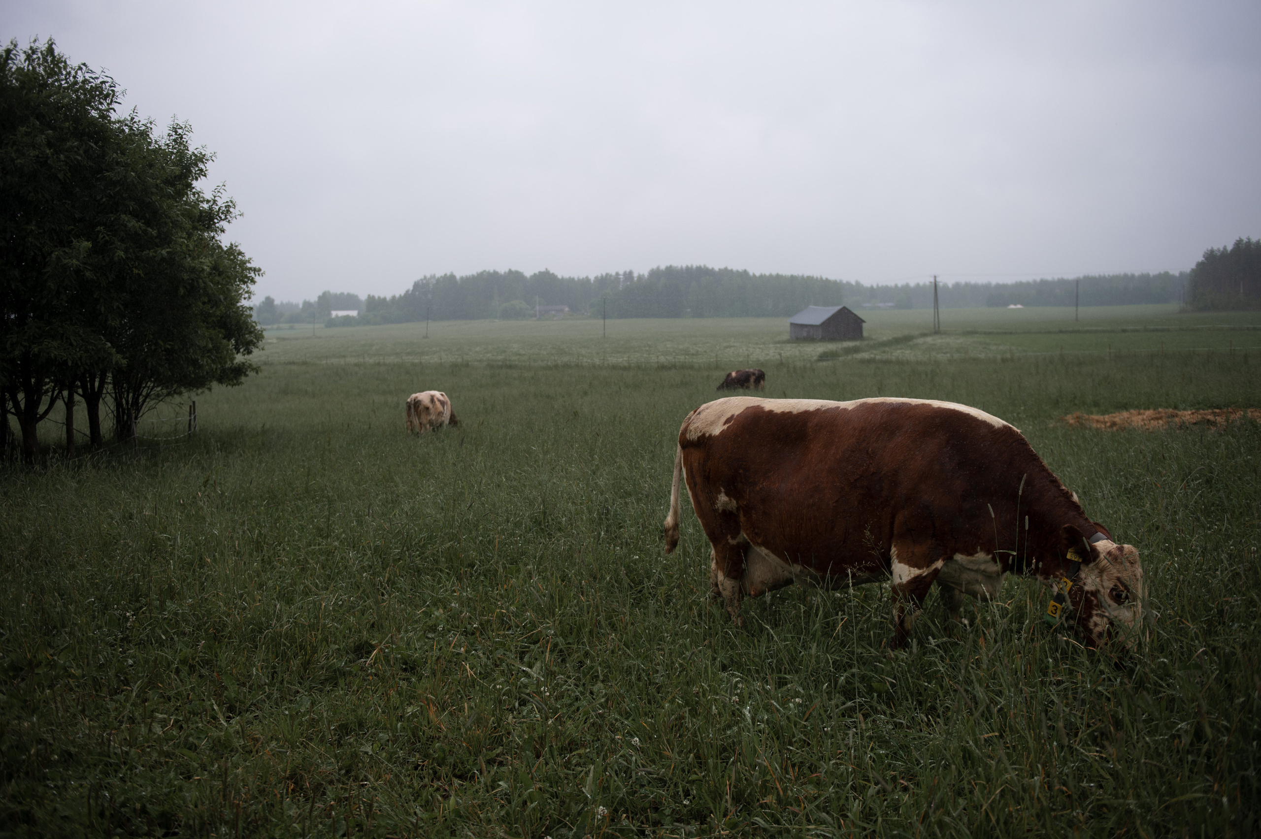 Lehdelle. Valokuvaaja Lahti, Helsinki Elena Salonen
