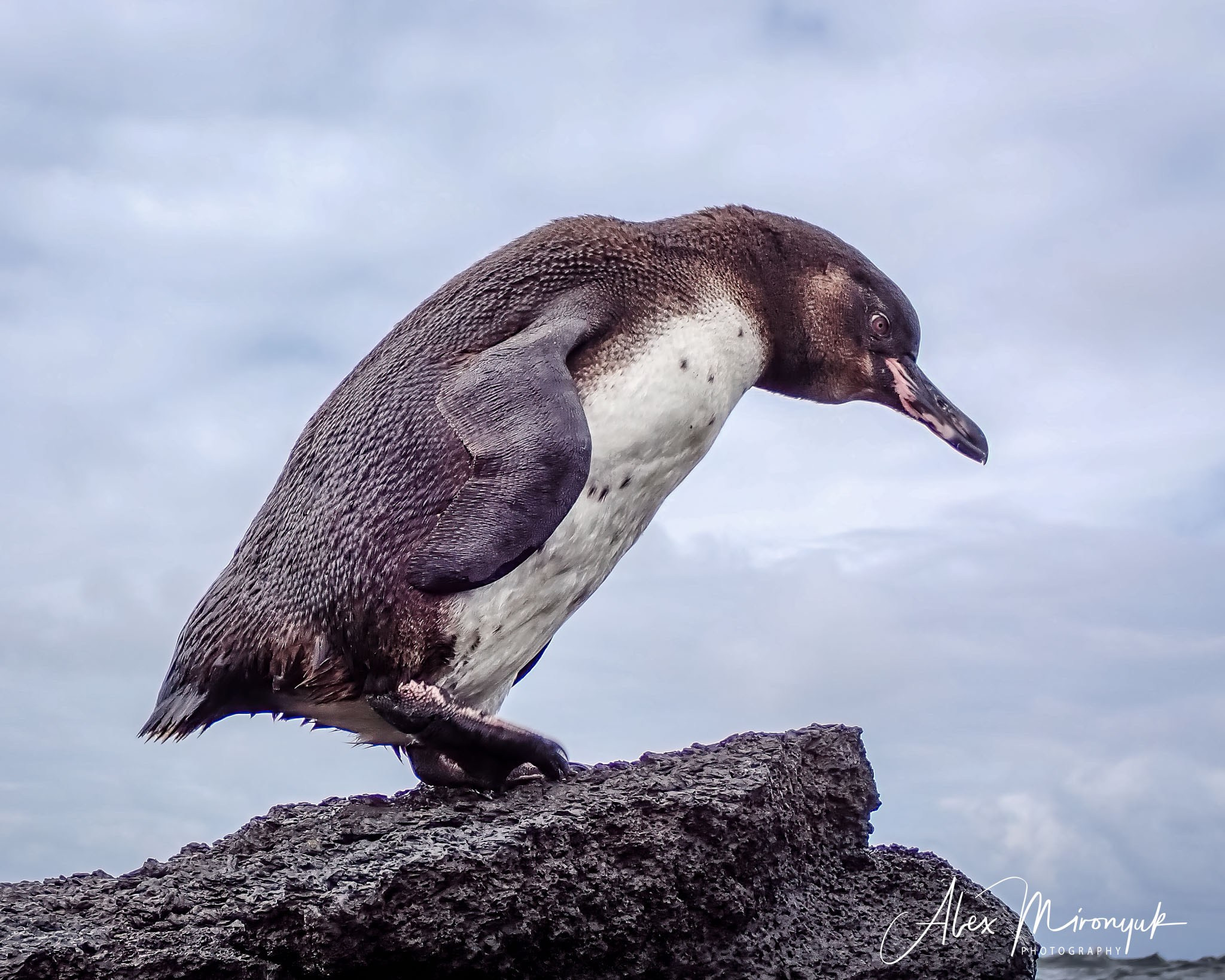 Galapagos Islands Adventure. Alex Mironyuk Photography