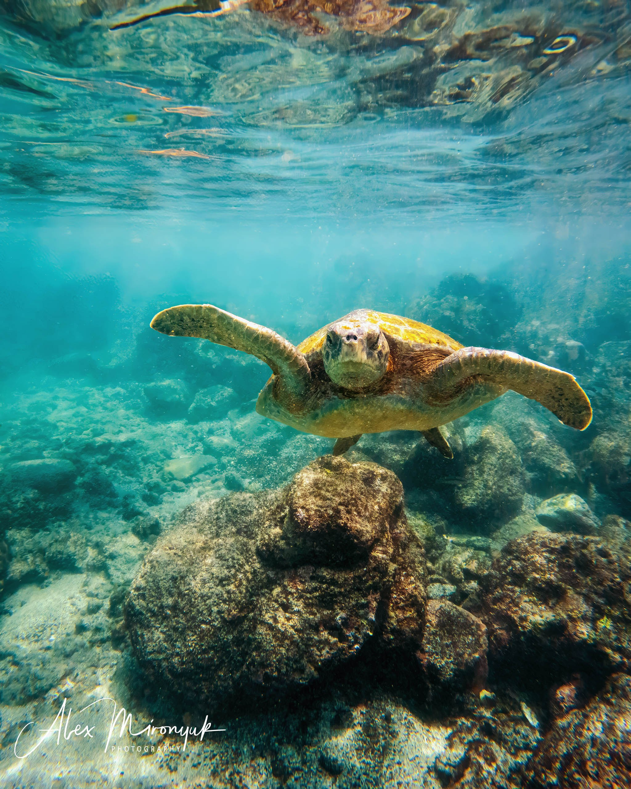 Galapagos Islands Adventure. Alex Mironyuk Photography