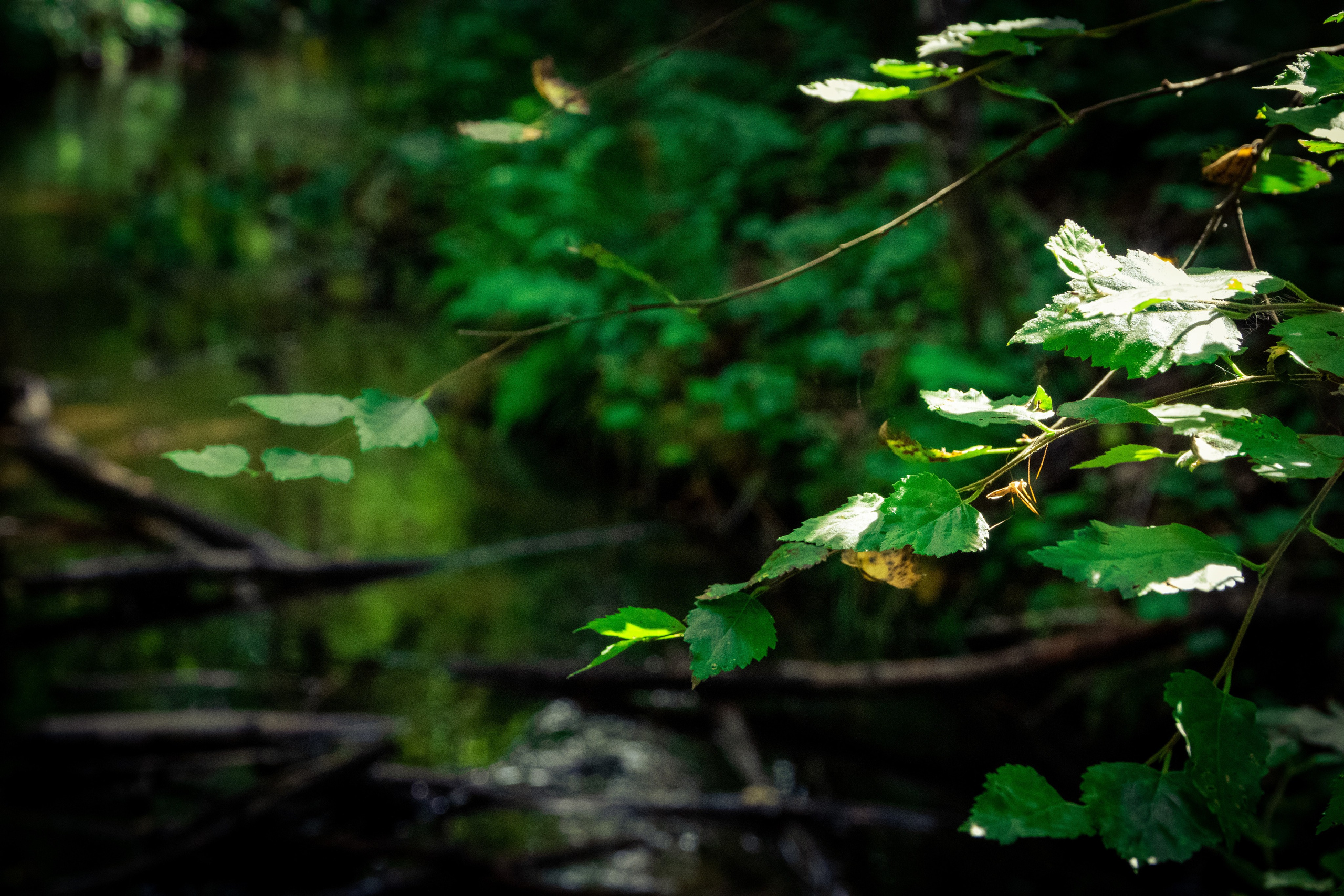 Nebula 25 — Fotod teie hingele