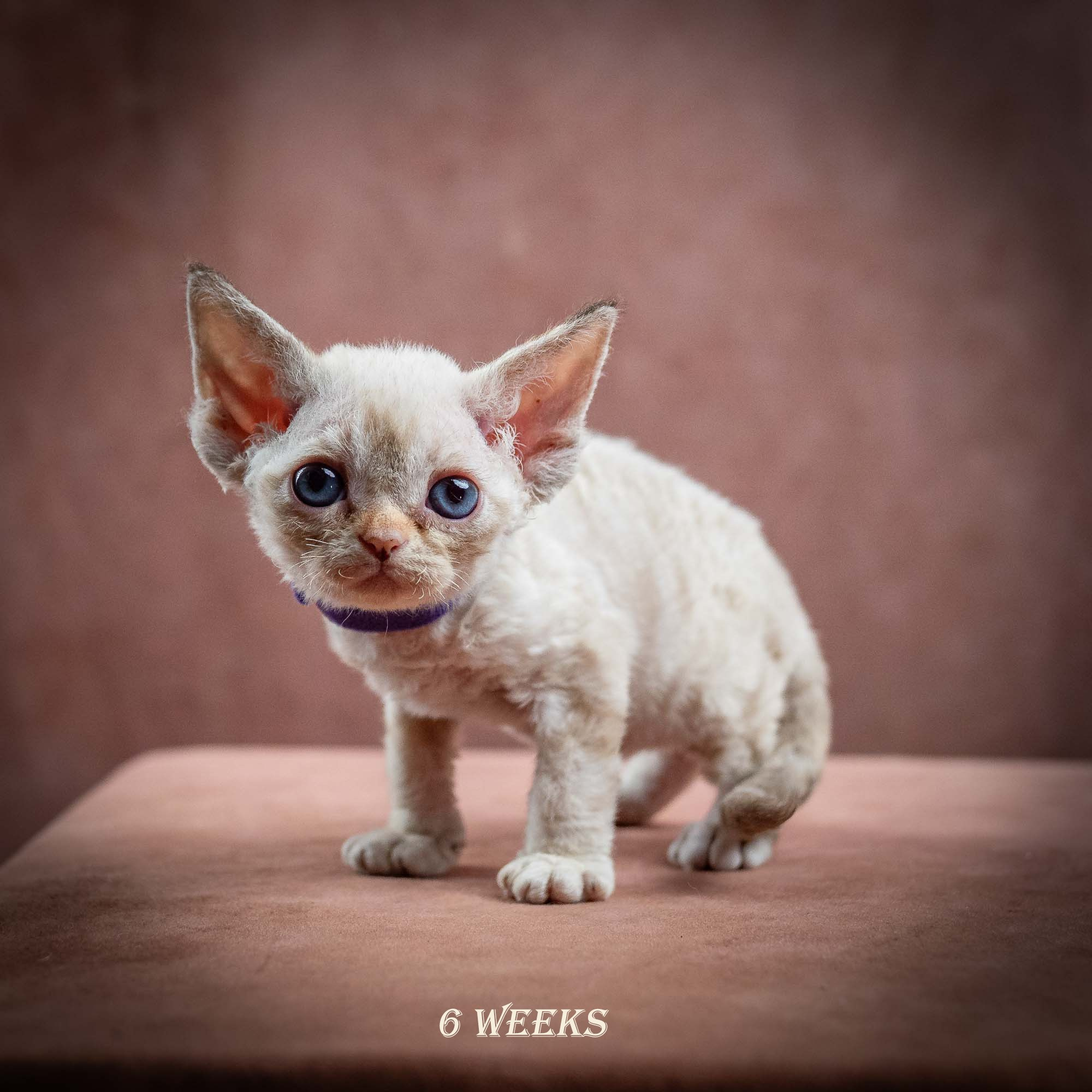 Iris, girl, born 06.01.2025. Devon Rex Pixie Cattery