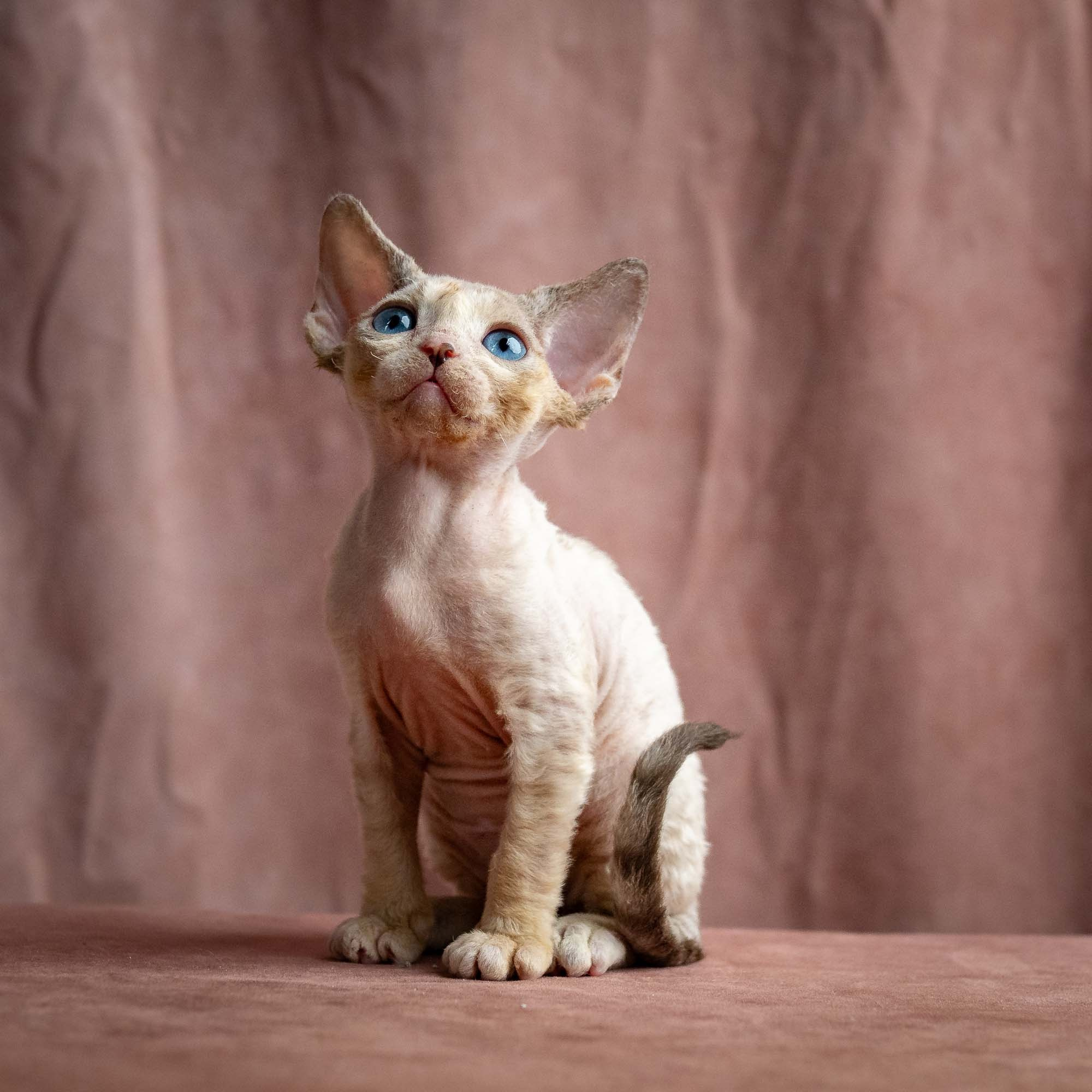 Rocco, boy, born 05.08.26. Devon Rex Pixie Cattery