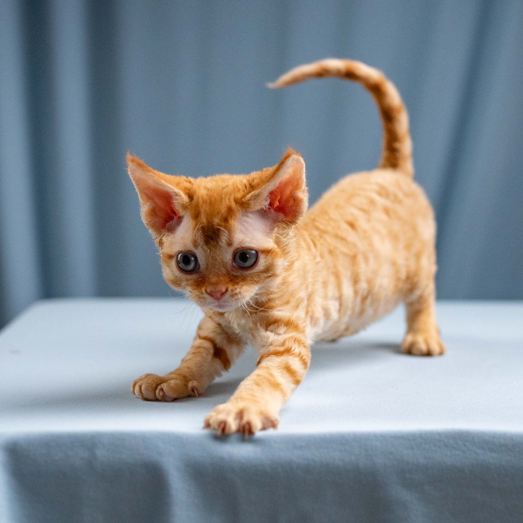 Jackie, boy, born 06.25.2025. Devon Rex Pixie Cattery