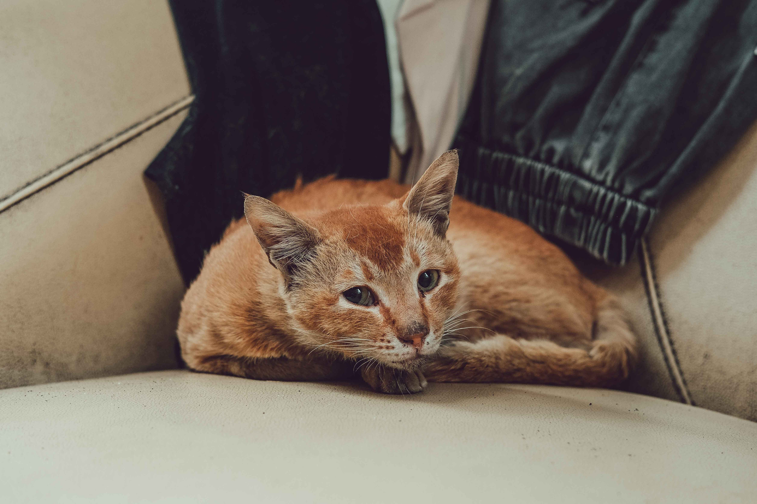 Stray Cats 🐾 | Stray cats from all the World | YuKoPhotography 📷. 中国街头摄影 | The Streets of China Through My Eyes | 深圳