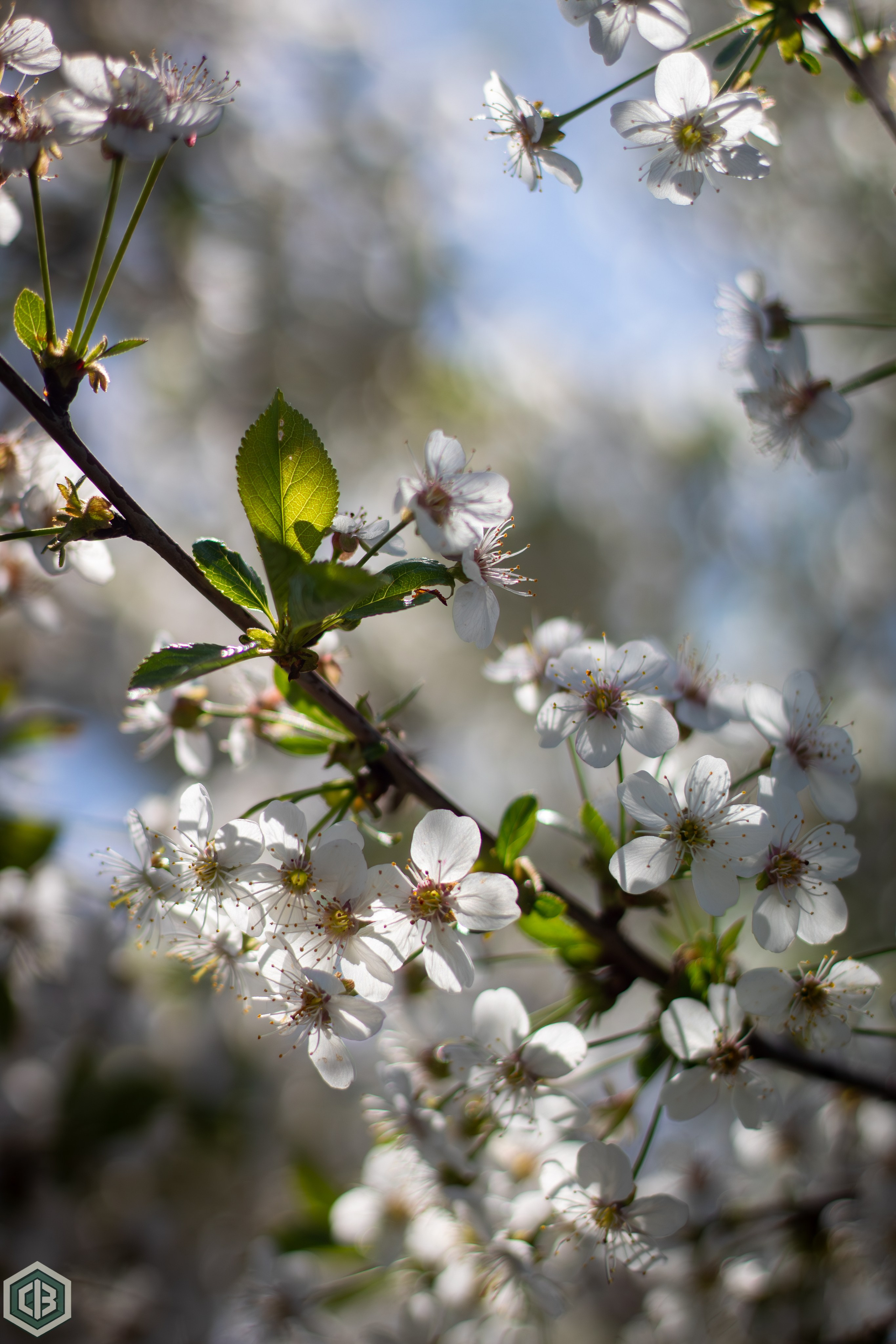 Trip to Mileanca. Cristian Baltag | Photography | Capturing Moments in Iasi