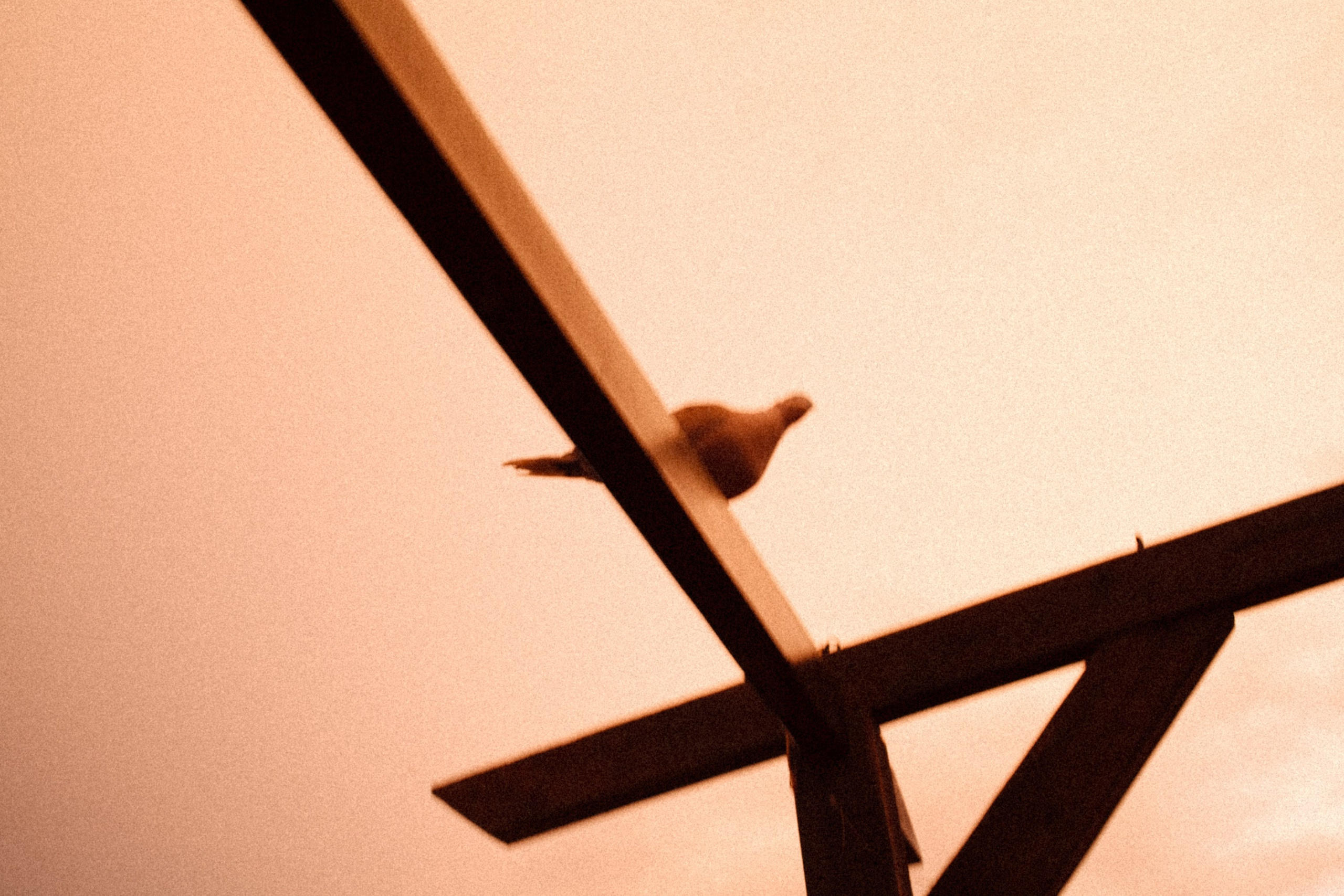 Artistic photograph of a turtledove sitting on a wooden perch, warm toned, fine art nature photography