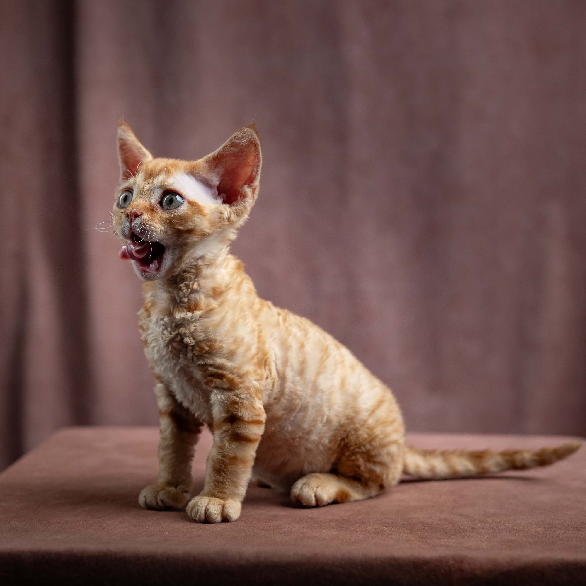 Jackie, boy, born 06.25.2025. Devon Rex Pixie Cattery