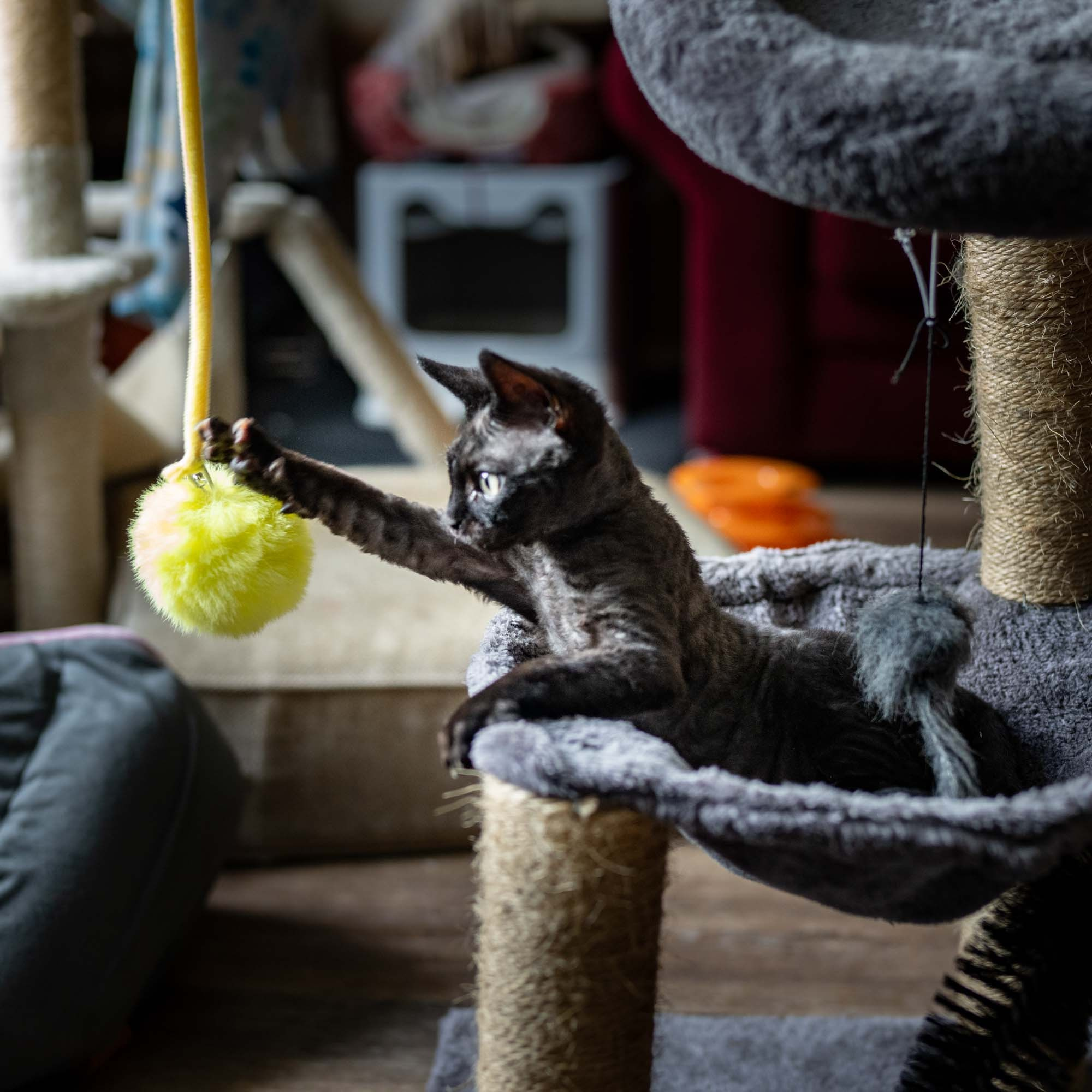 Smoke, boy,  born on  04.11.24, Sold. Devon Rex Pixie Cattery