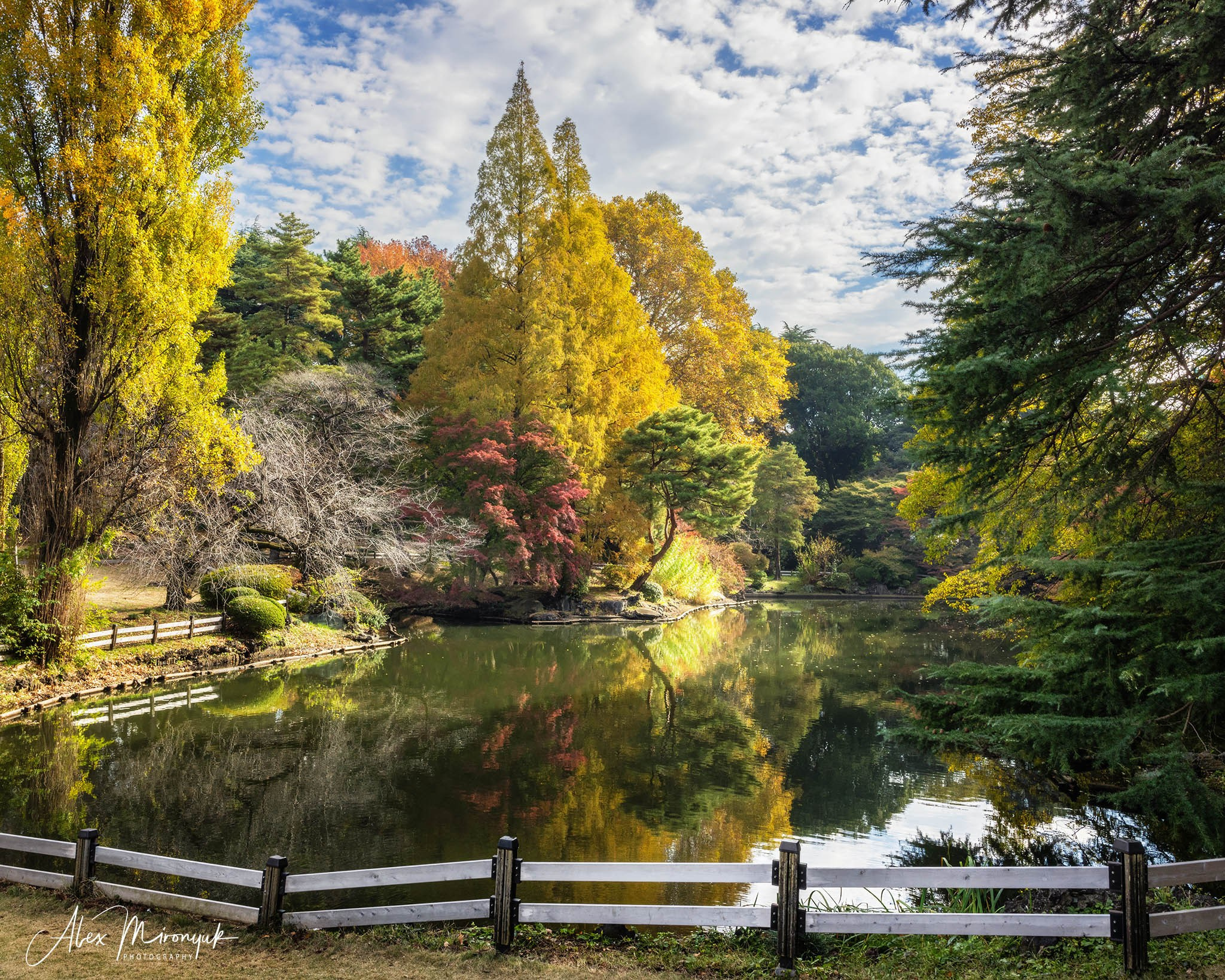 Autumn Colors of Japan. Pet, Senior, Landscape, portrait studio, photographer in Miami and Sou
