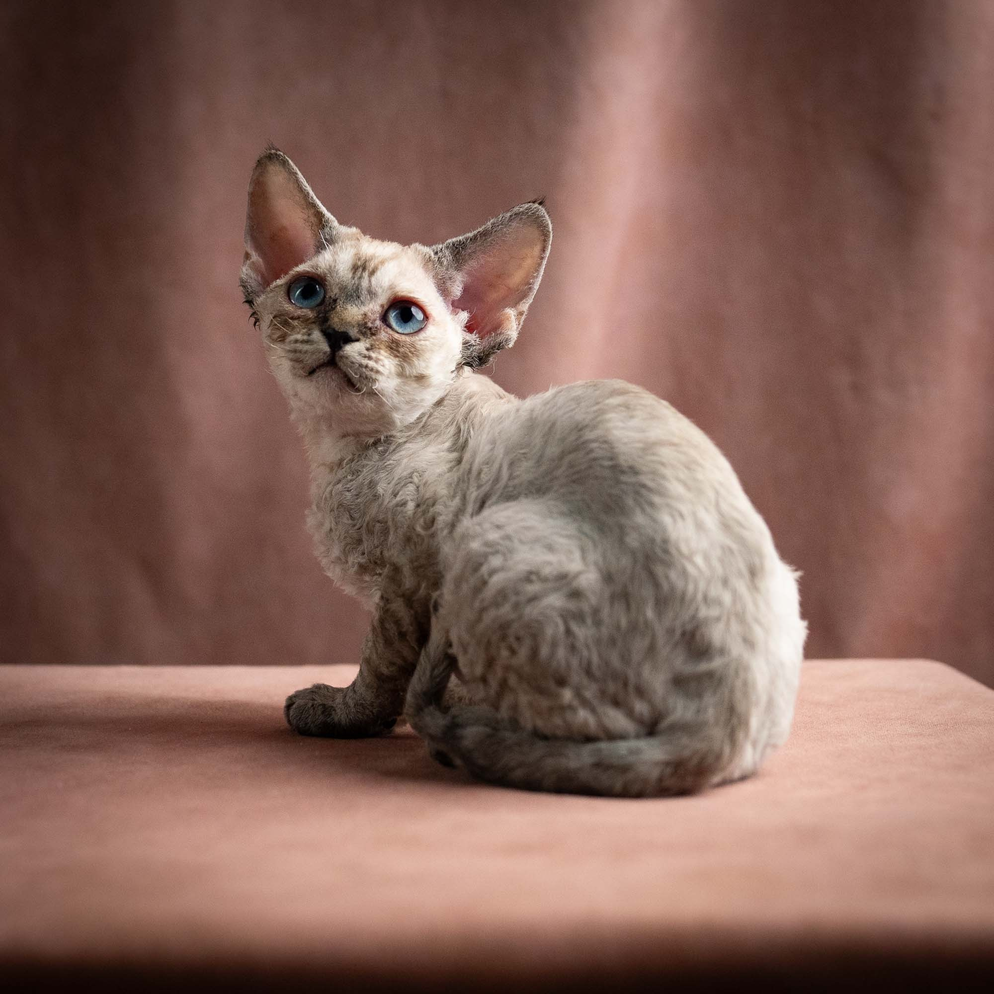 Quella, girl, born 02.14.26. Devon Rex Pixie Cattery