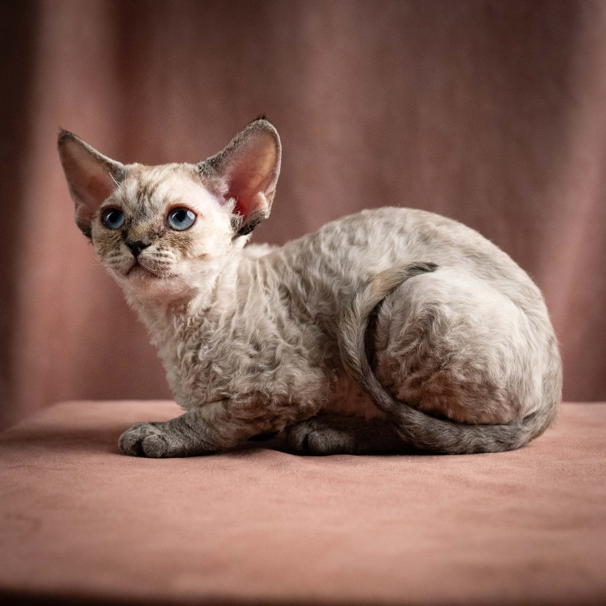 Quella, girl, born 02.14.26. Devon Rex Pixie Cattery