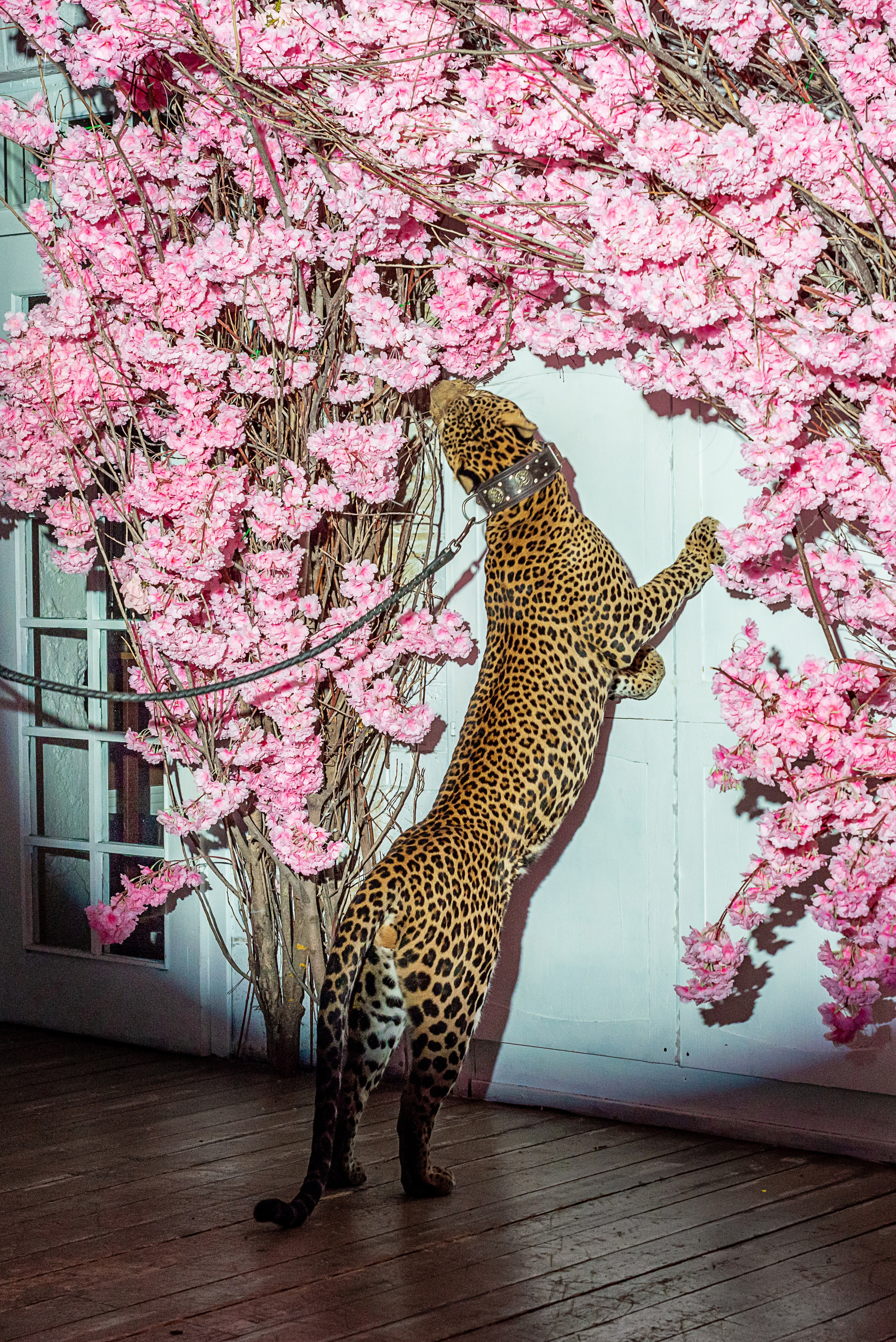 Photosession in the studio with a leopard. FOTÓGRAFO MÉXICO QUINTANA ROO