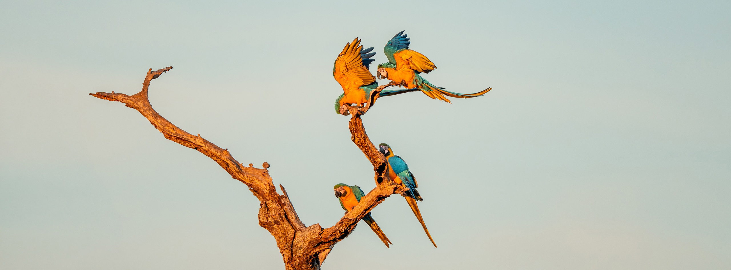 Nature photographer Yuri Soria-Galvarro