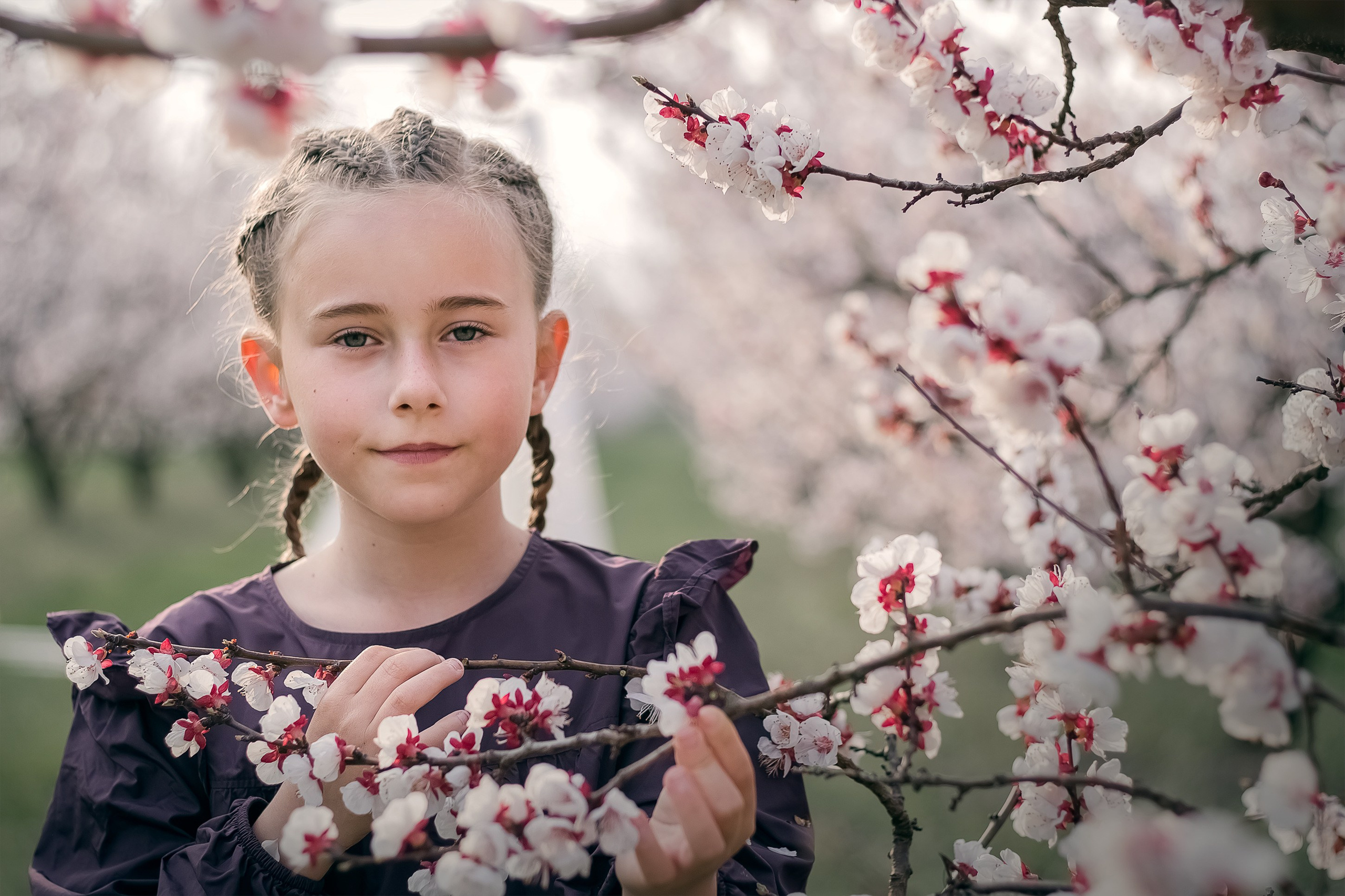 Une jeune fille debout parmi les branches fleuries d'abricotiers en Provence, en France.