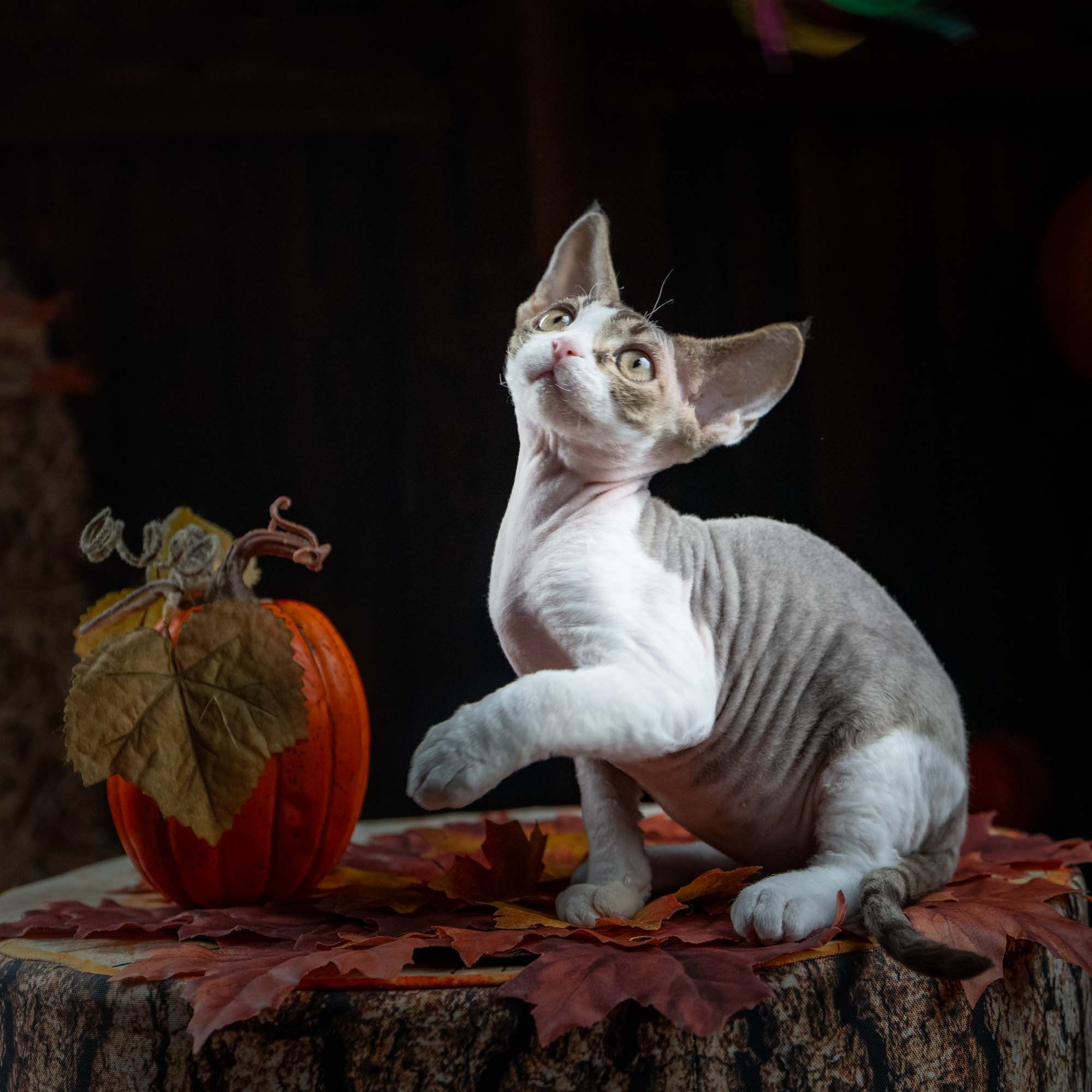 Eddie, boy, born on 06.09.24 Sold. Devon Rex Pixie Cattery