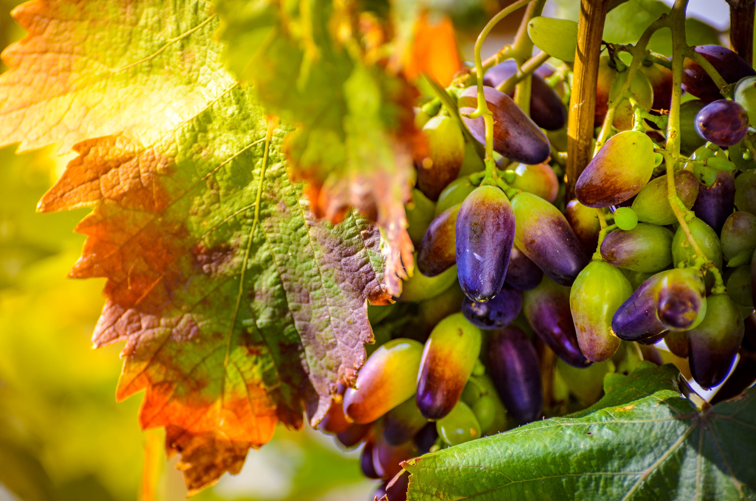 Portrait- und Content Fotograf im DACH-Raum Jack Dovgani