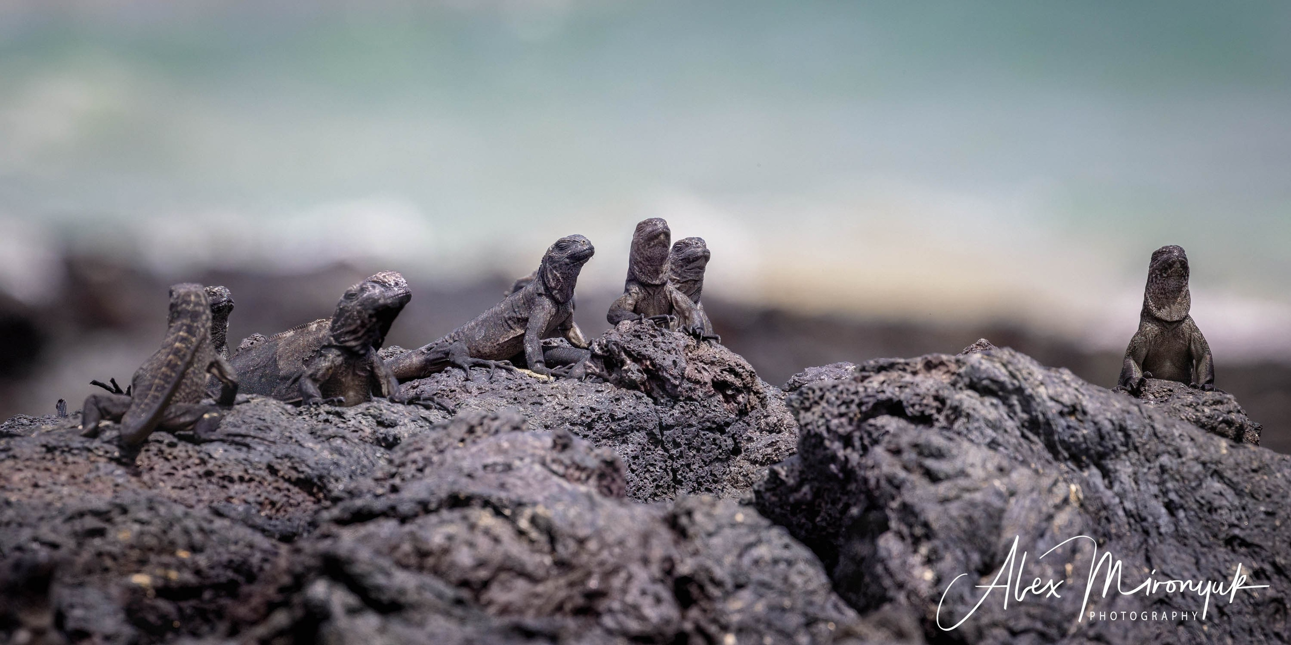 Galapagos Islands Adventure. Alex Mironyuk Photography