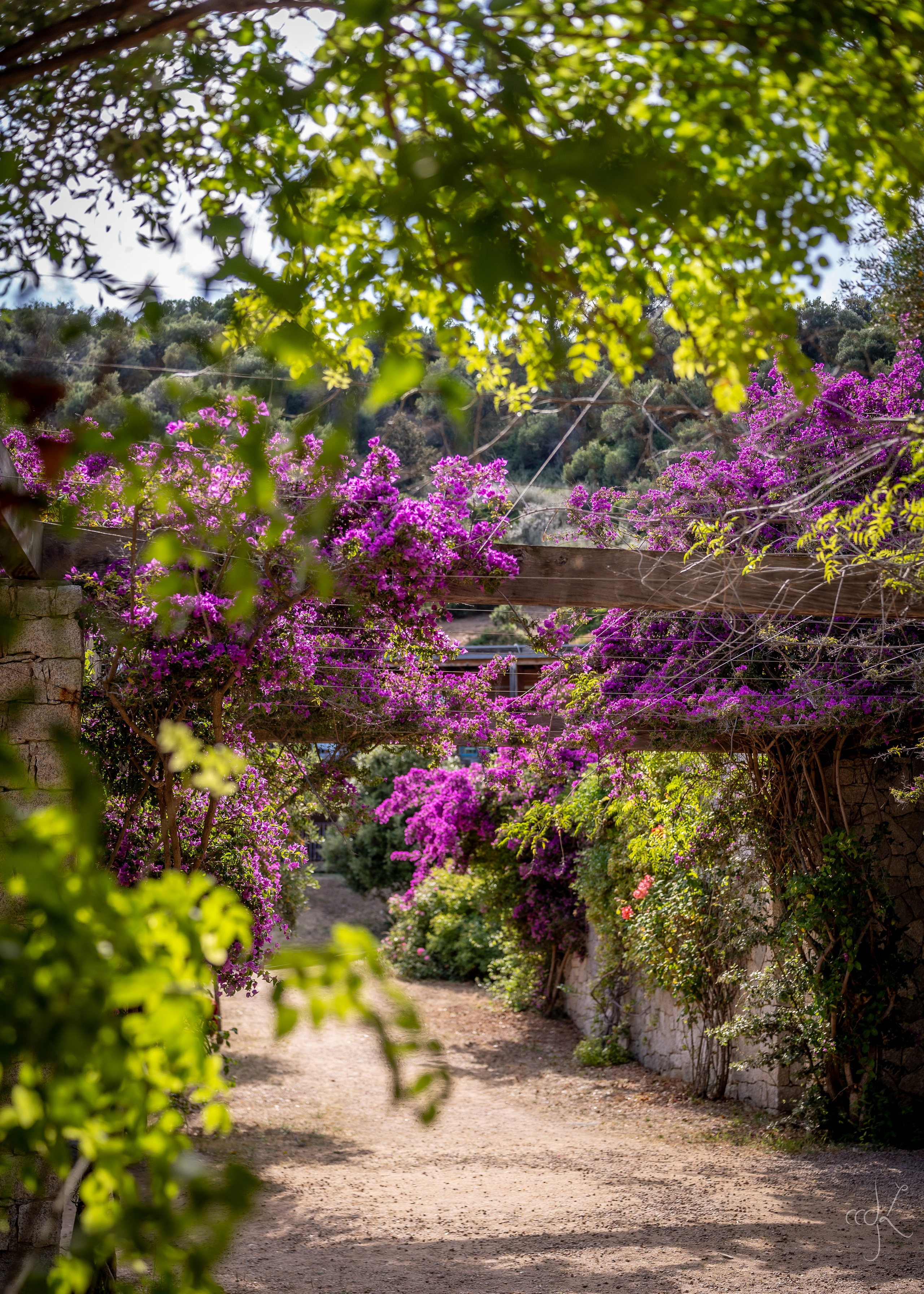 FLOWTIME: the 6th Cargèse summer school. Expect Miracles Photography by Kate & Andrew