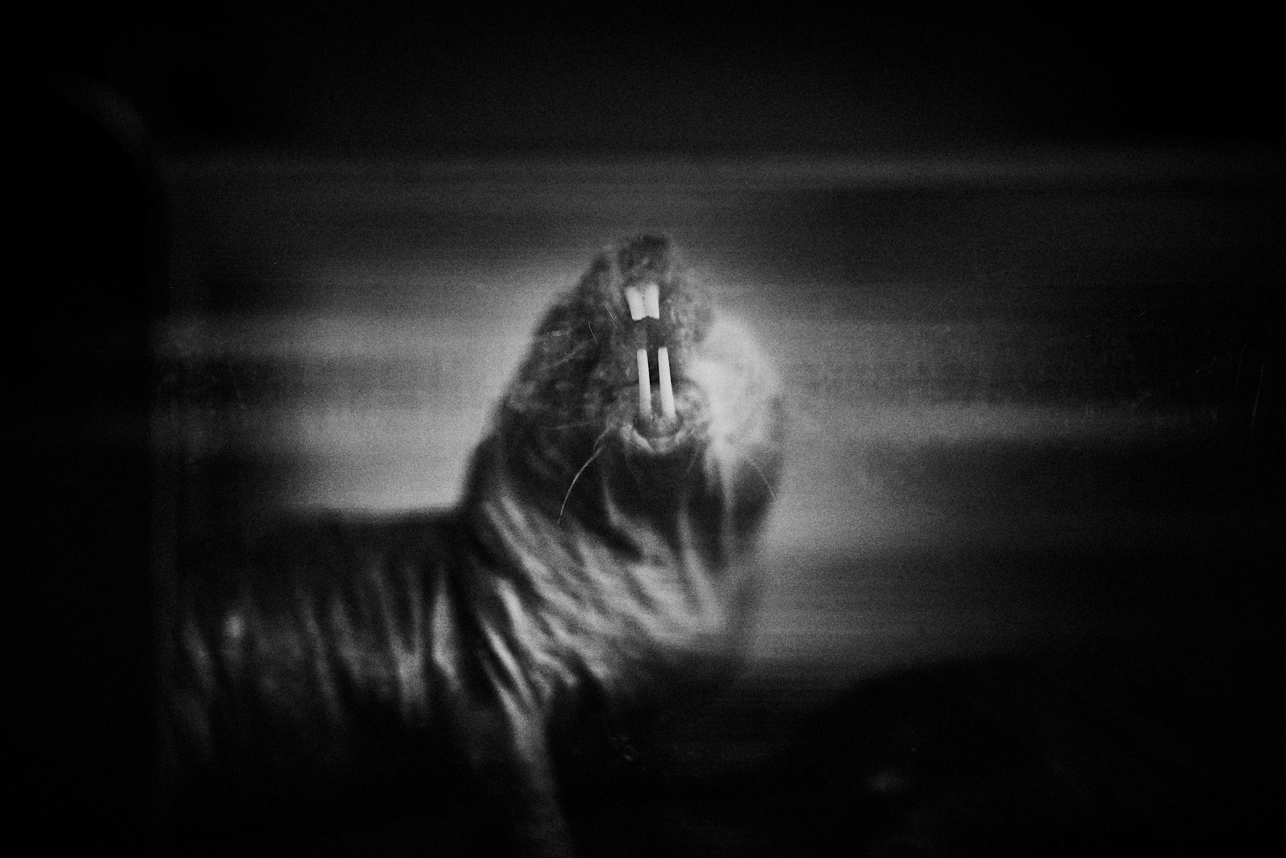 Immortality. GLISH ART — Timofey Glinin & Anastasia Shubina