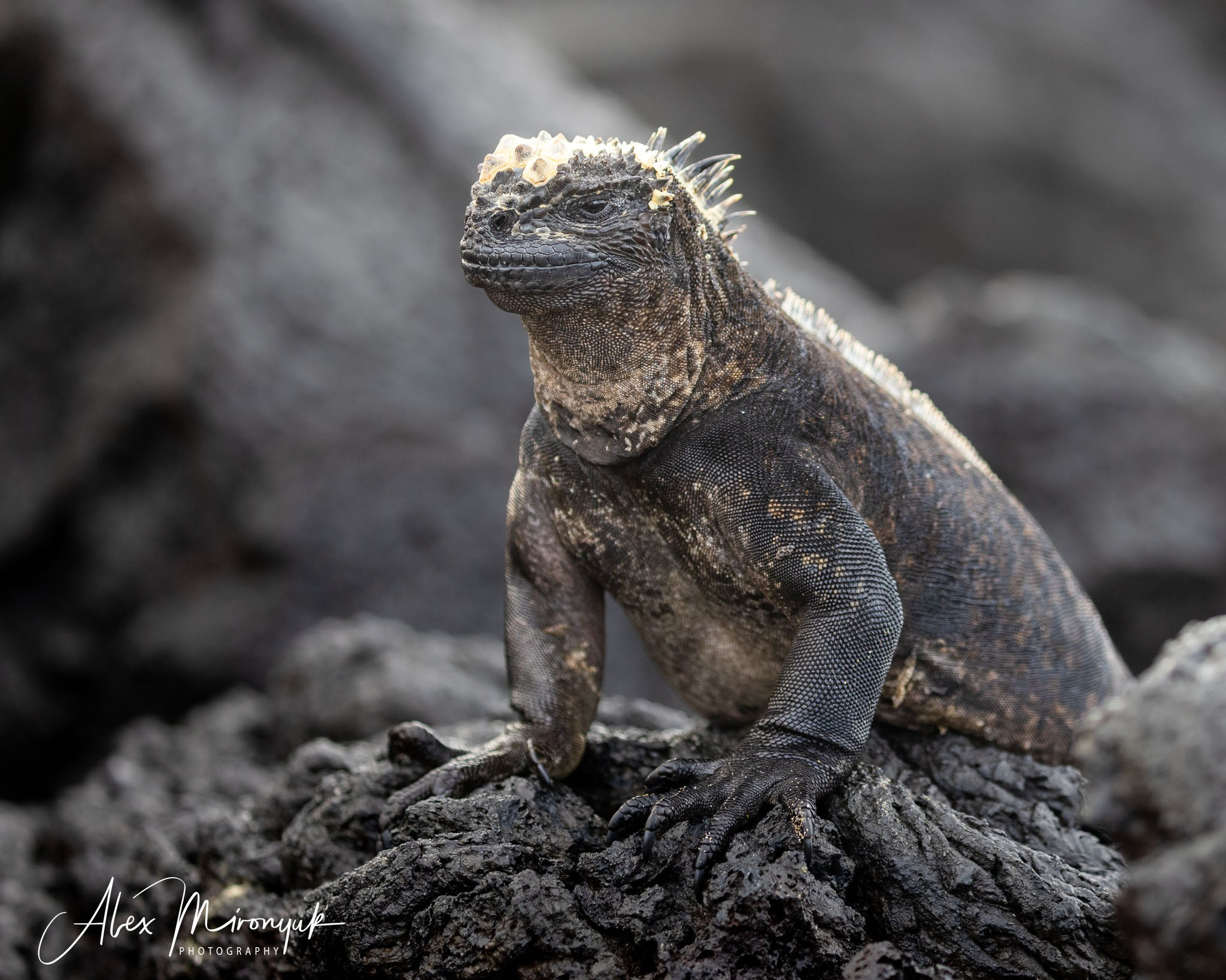 Galapagos Islands Adventure. Alex Mironyuk Photography