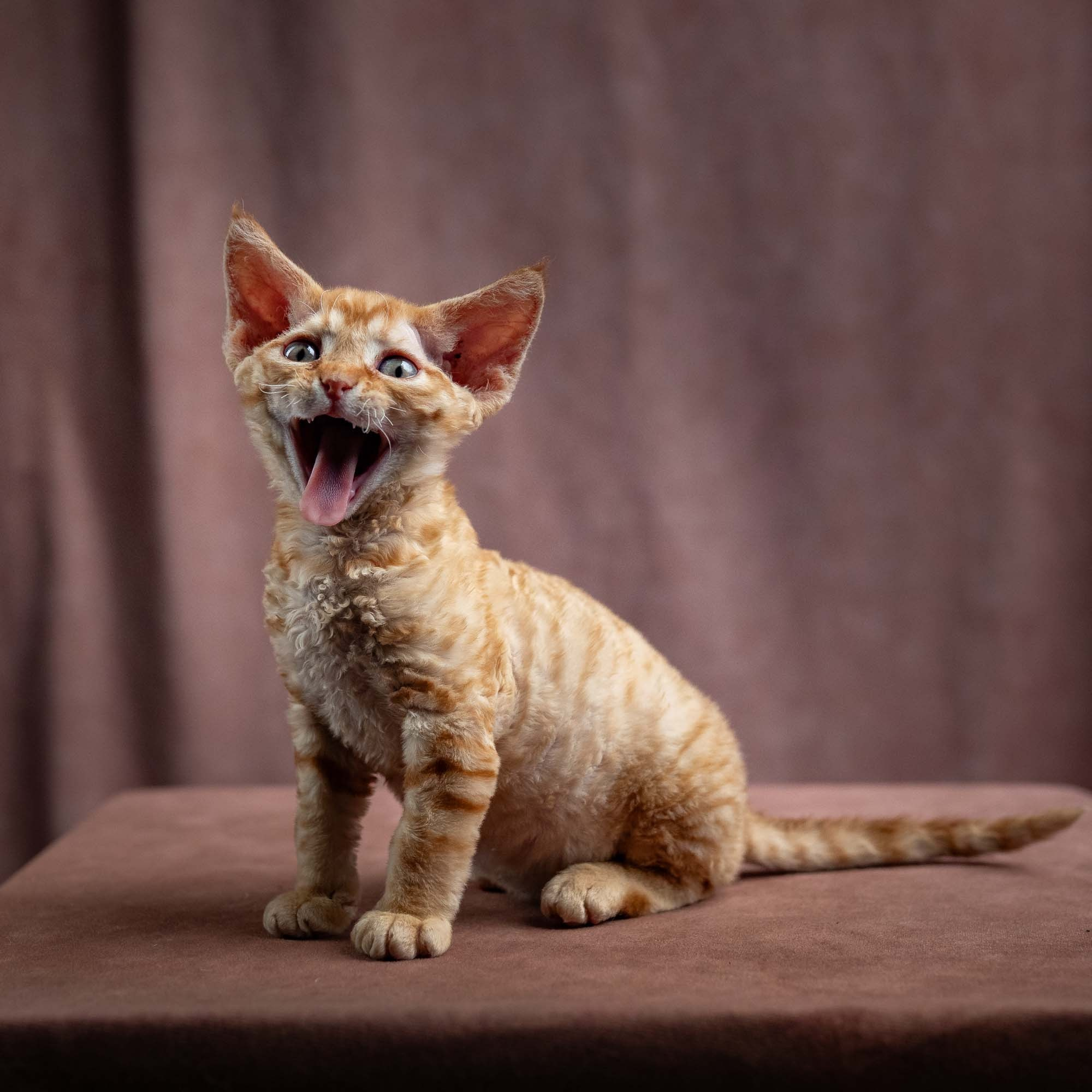 Jackie, boy, born 06.25.2025. Devon Rex Pixie Cattery