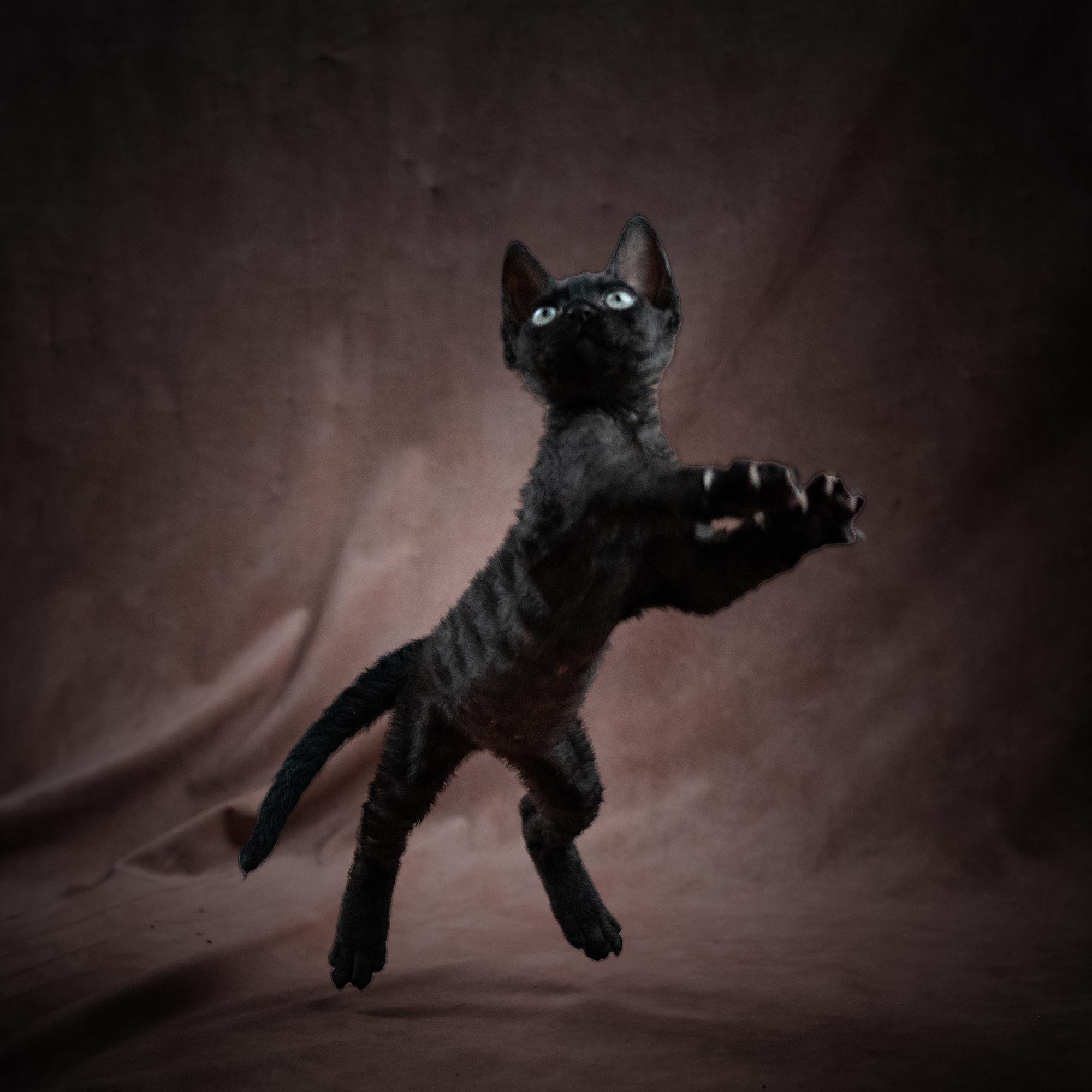 Smoke, boy,  born on  04.11.24, Sold. Devon Rex Pixie Cattery