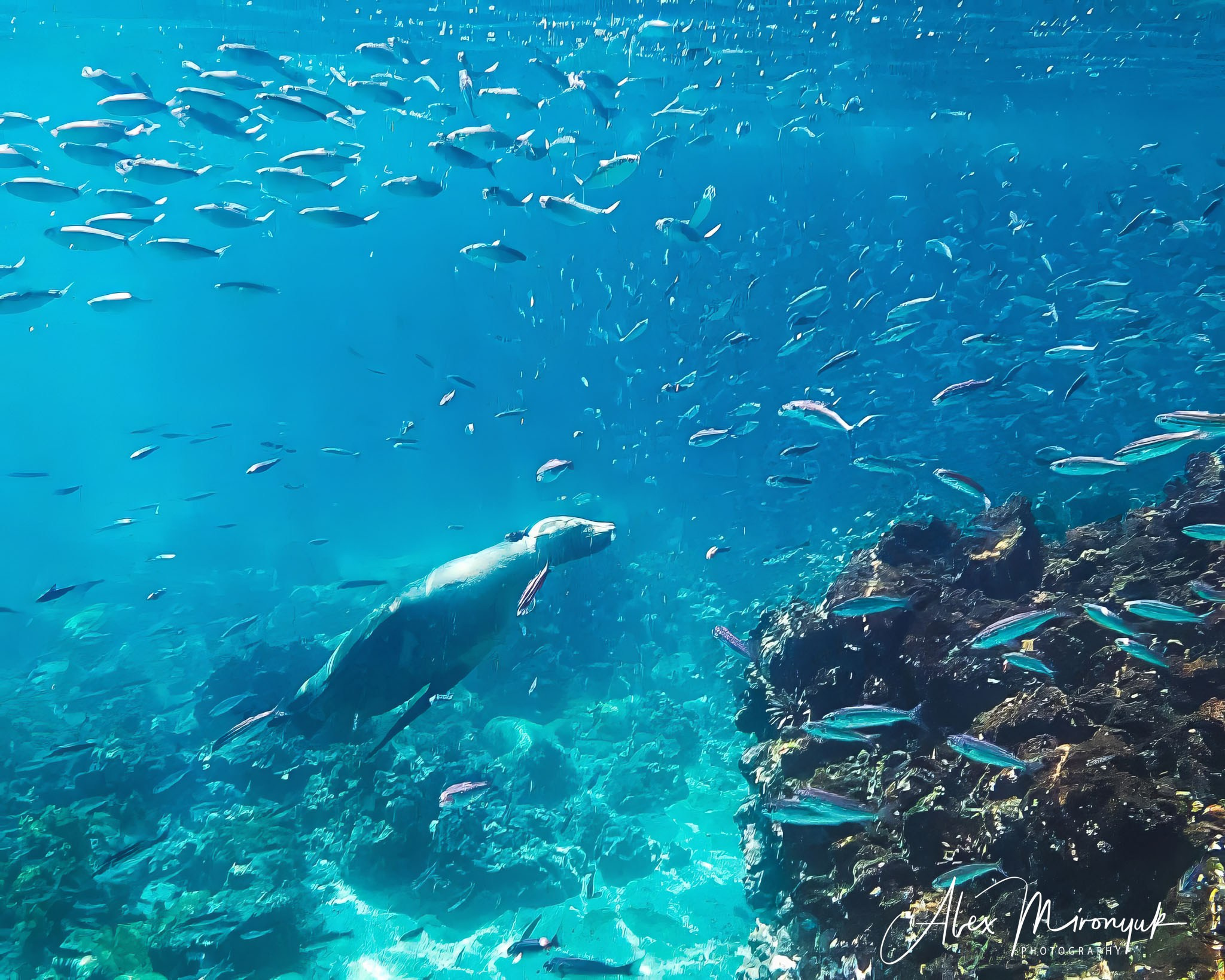 Galapagos Islands Adventure. Alex Mironyuk Photography