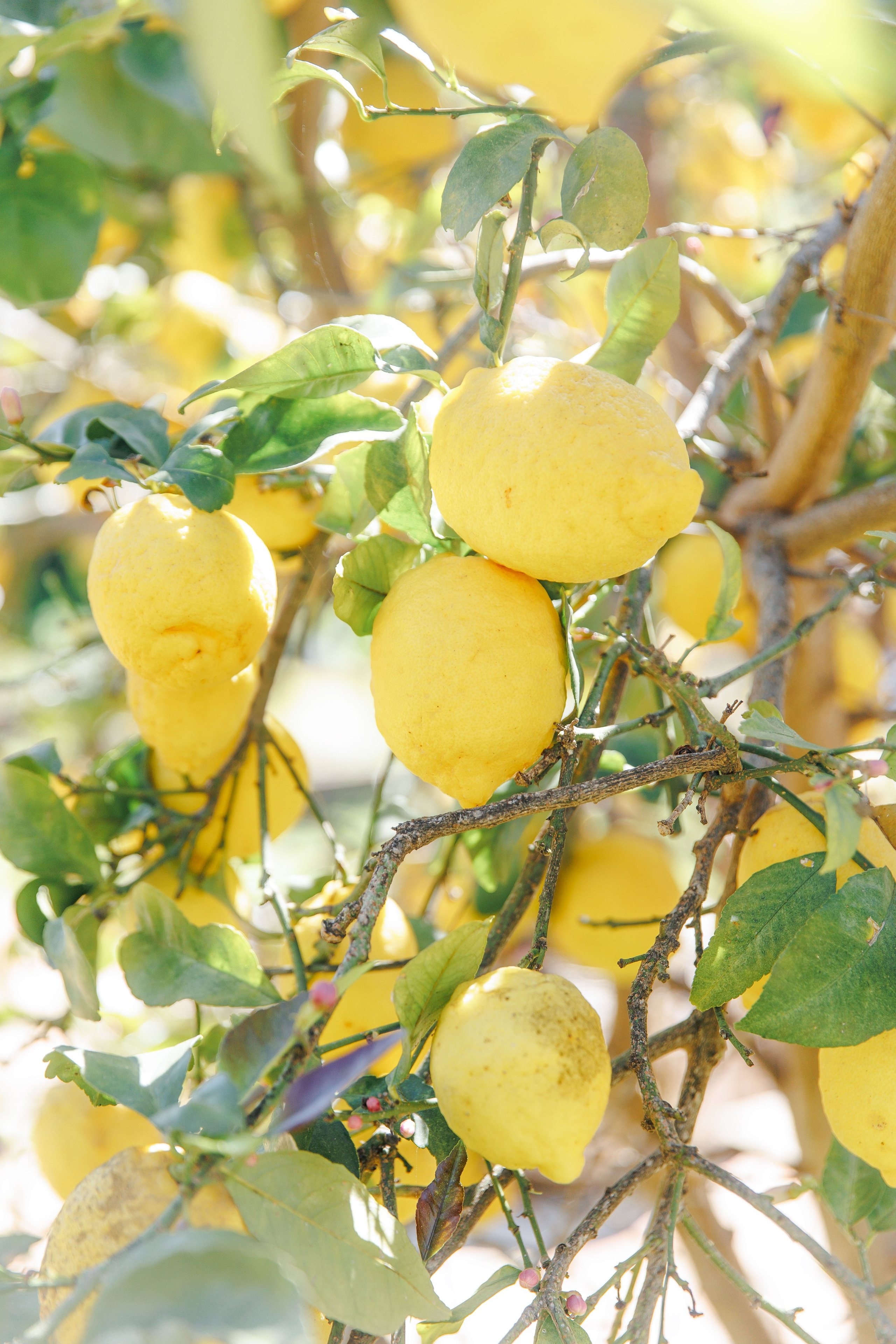 Lemon trees of the lush gardens of Gran Villa Rosa