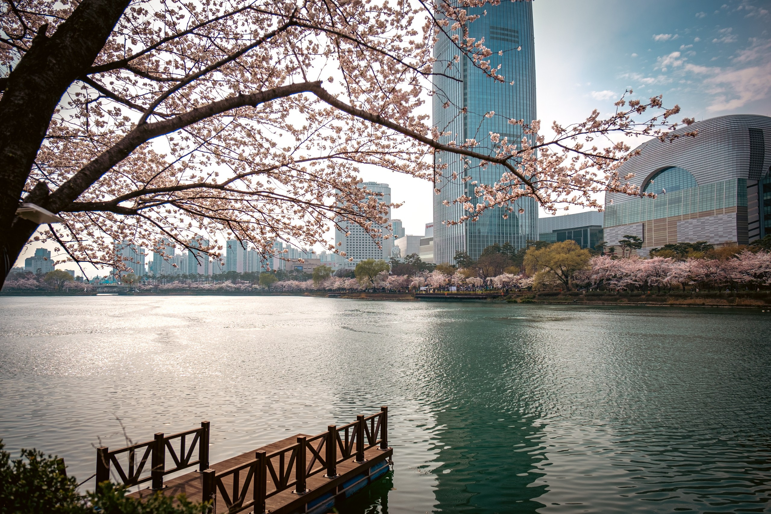 Seoul: cherry blossom. Photographer in Seoul Dobrokvashina Natalya