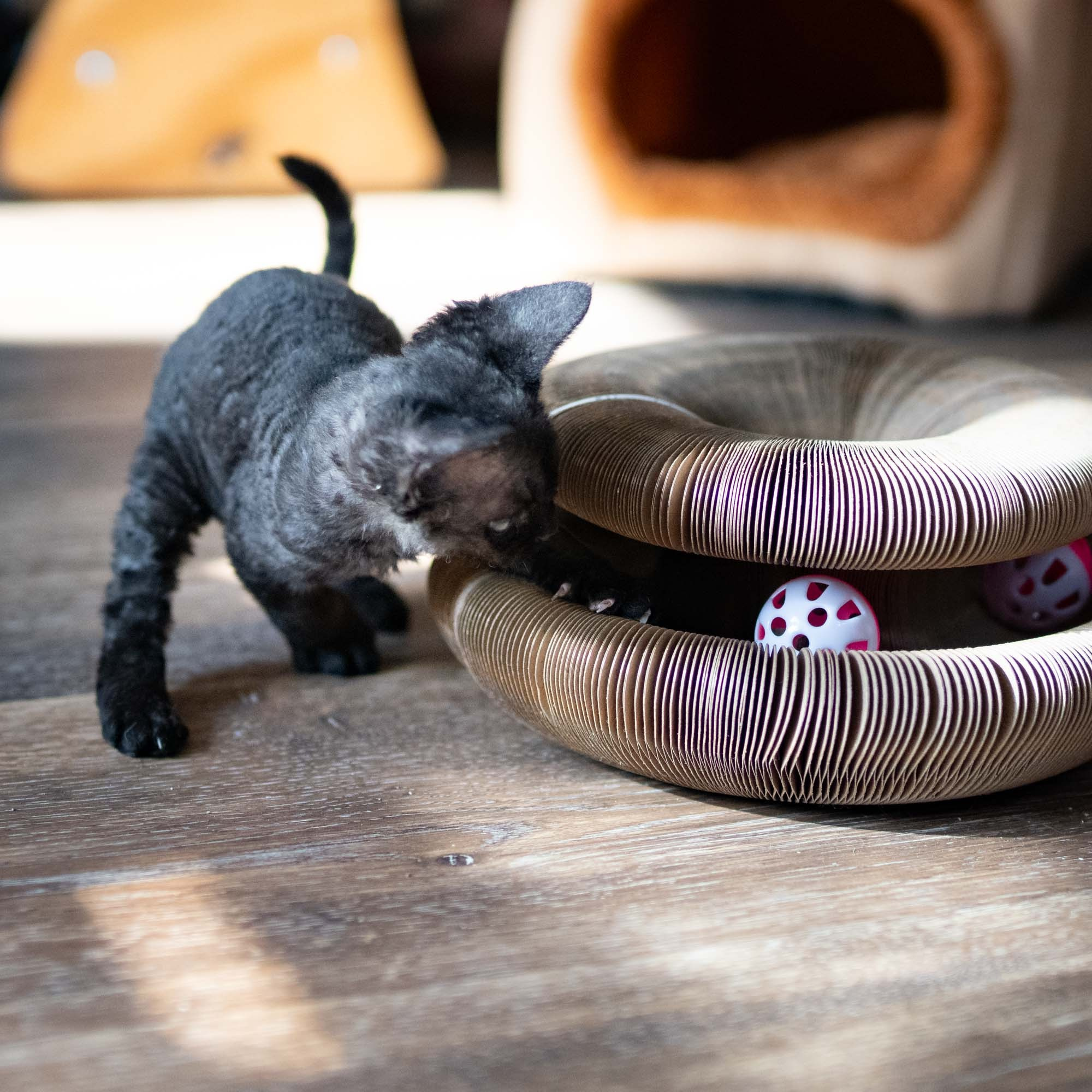 Smoke, boy,  born on  04.11.24, Sold. Devon Rex Pixie Cattery