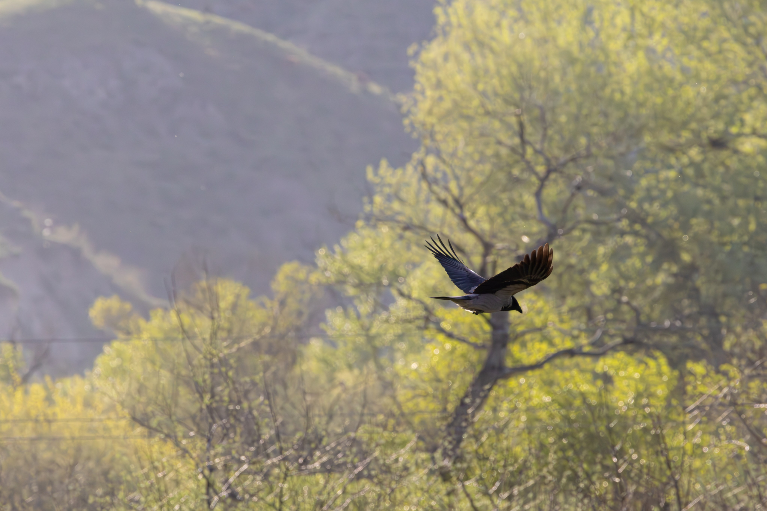 გასეირნება რუსთავის პარკში. FramefreeMan