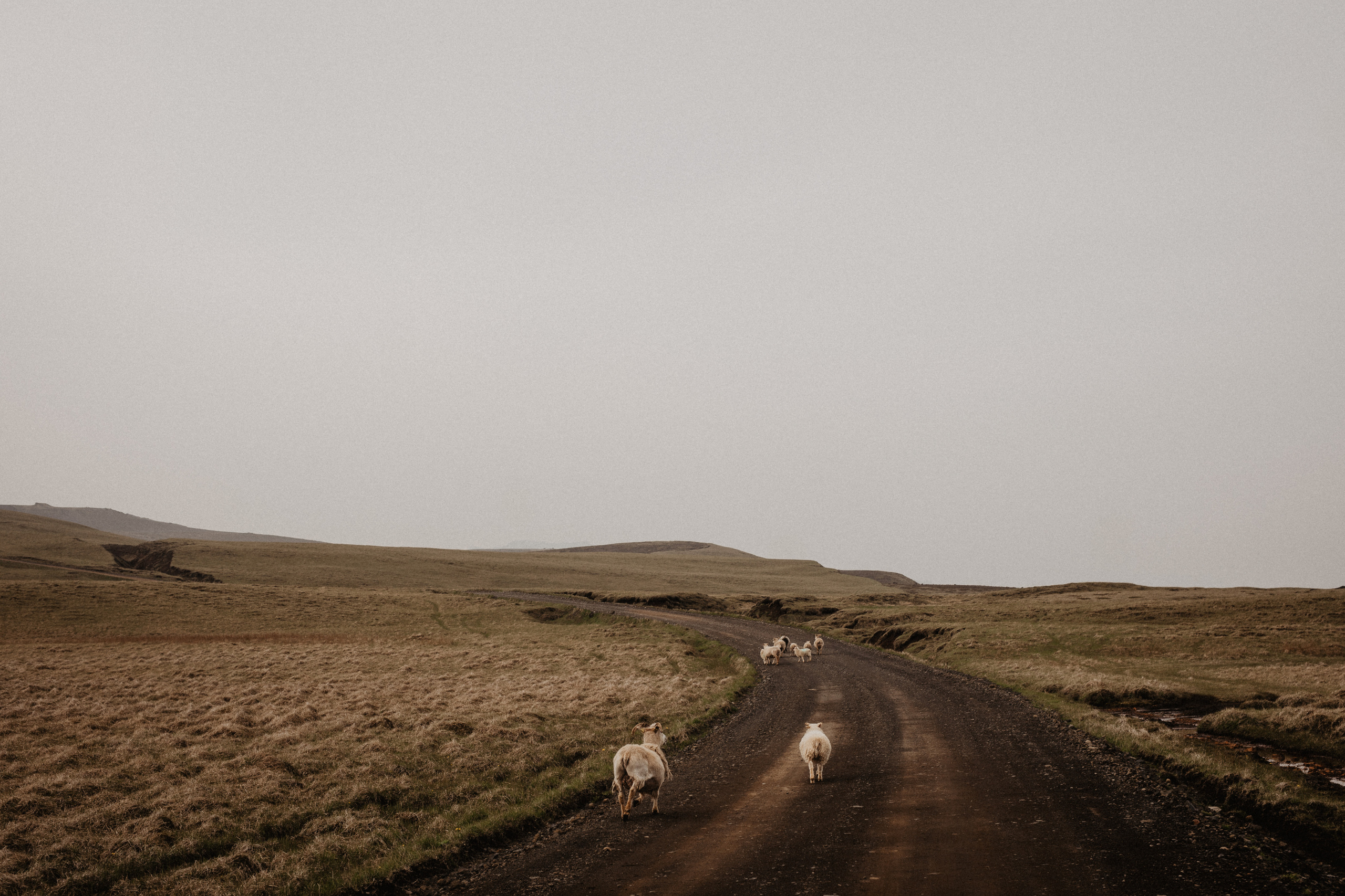 Vow exchanging ceremony in Iceland | Elopement in South Iceland. Iceland elopement photographer & videographer