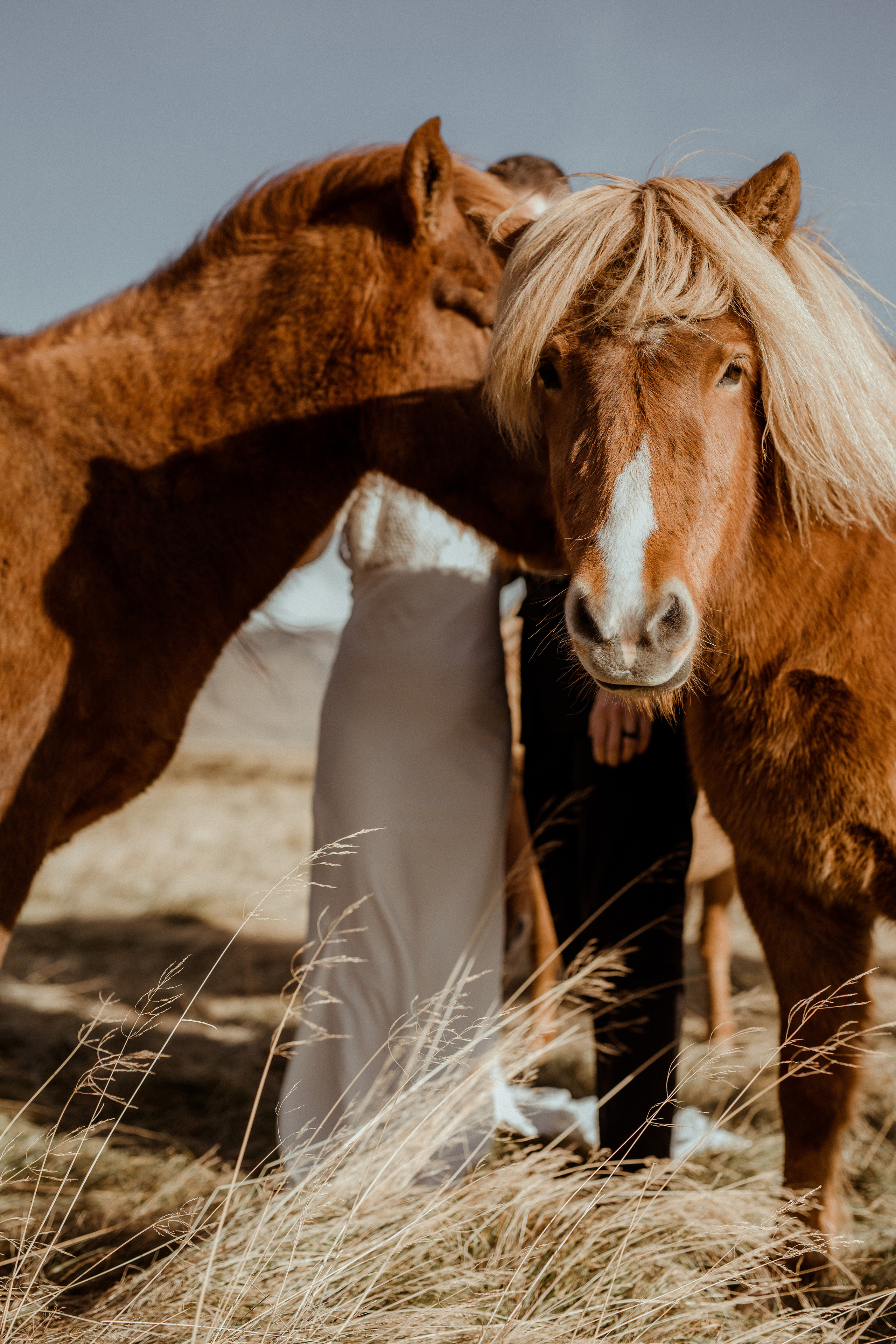 Scenic Fjords Elopement in Iceland. Iceland elopement photographer & videographer