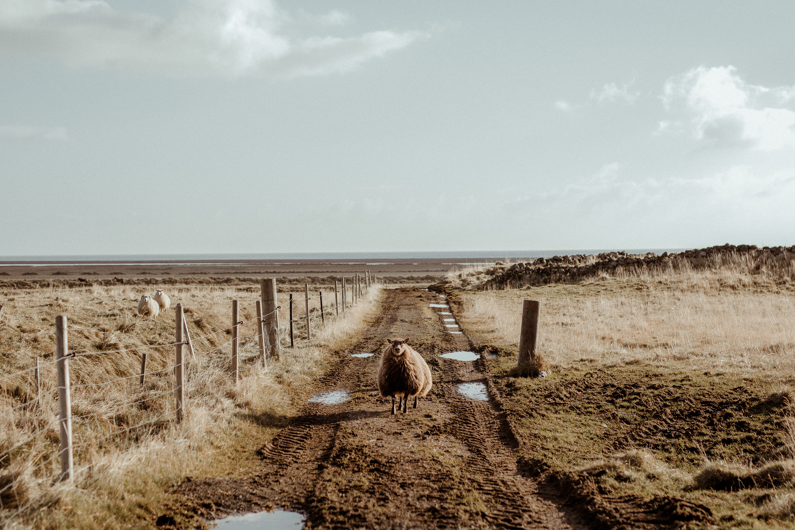 Scenic Fjords Elopement in Iceland. Iceland elopement photographer & videographer